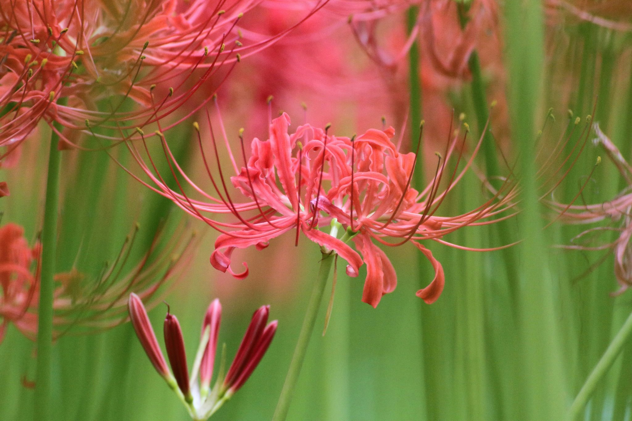 ピンクのヒガンバナの花と細い花弁が揺れる花畑