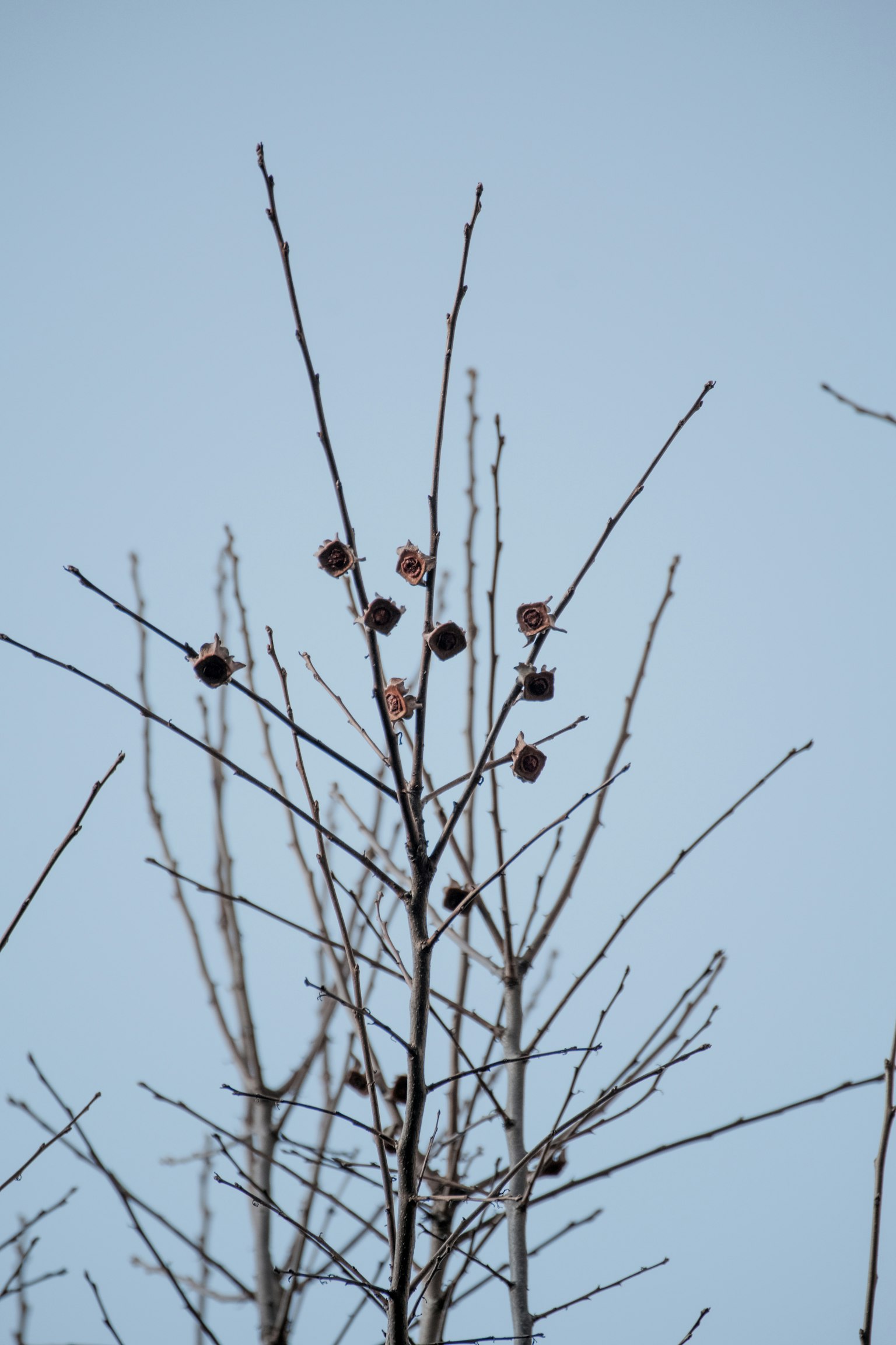 Rami sottili di un albero che si estendono verso il cielo blu con alcuni frutti