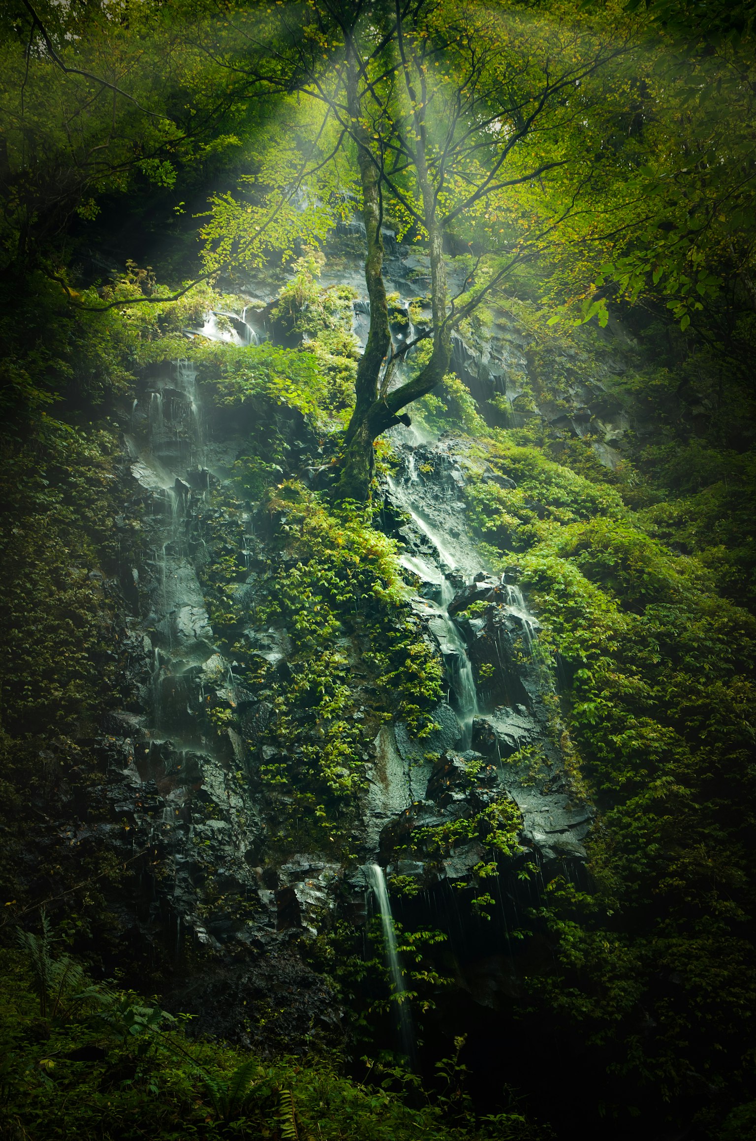 Chute d'eau luxuriante sur un terrain rocheux avec la lumière du soleil filtrant à travers les arbres