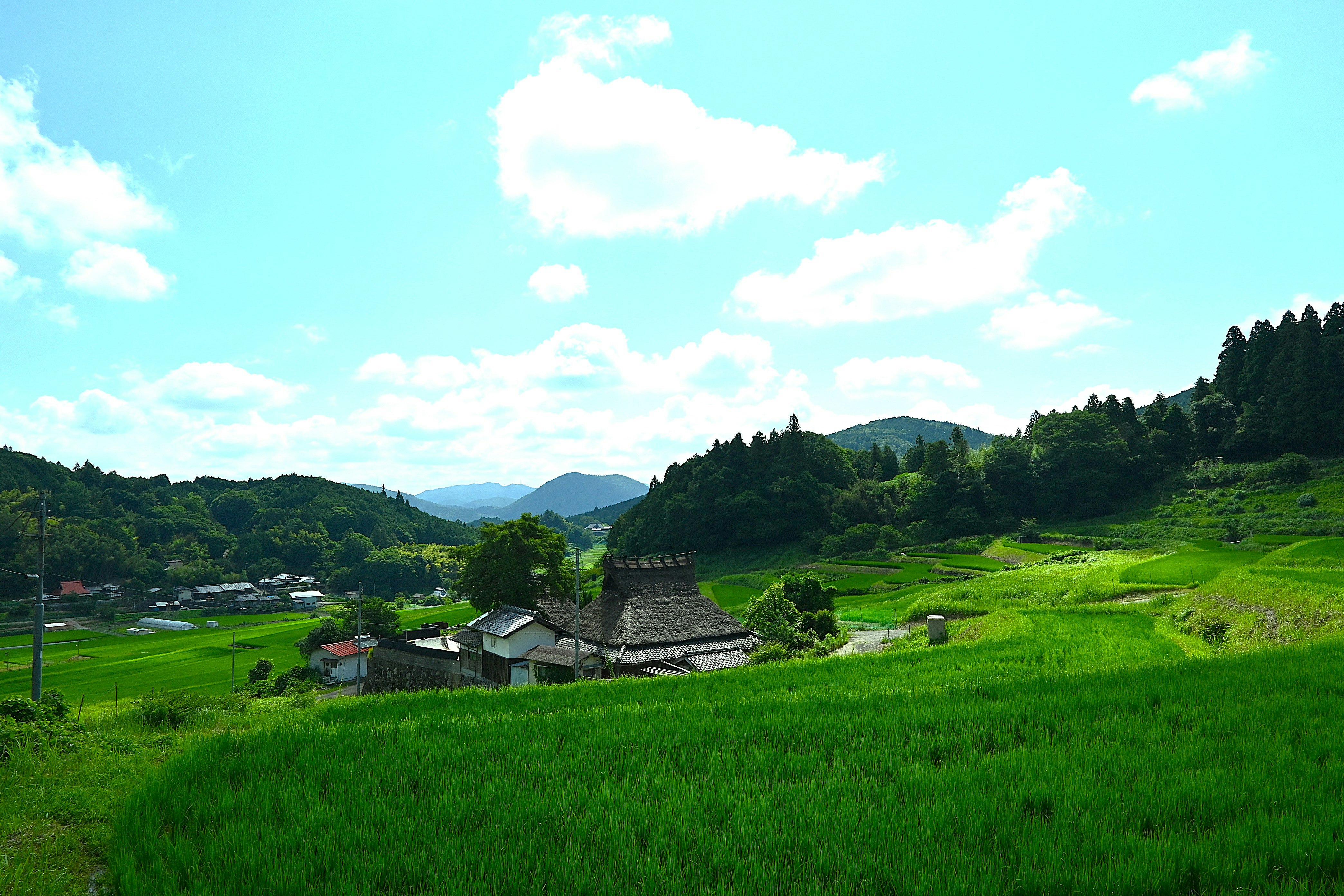 棚田と緑の丘に点在する家々の風景