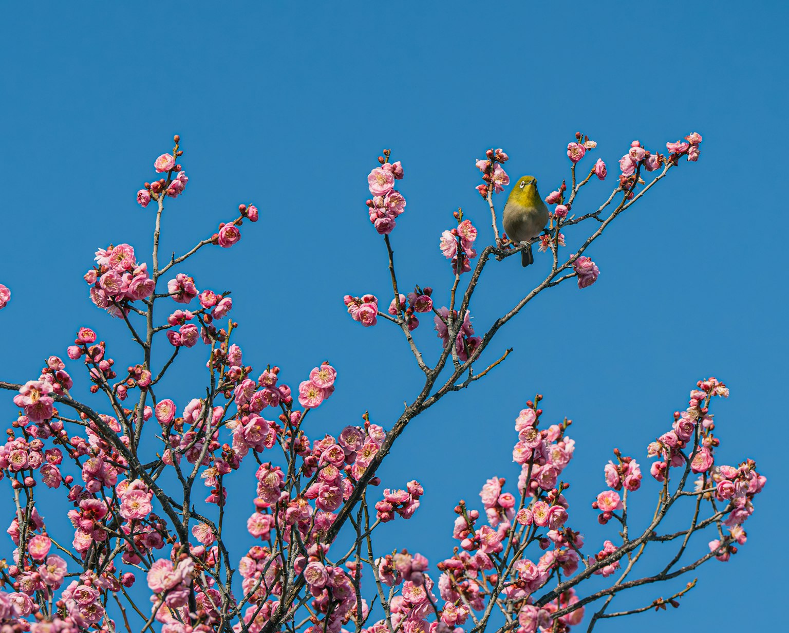 Pájaro amarillo posado en un cerezo en flor contra un cielo azul