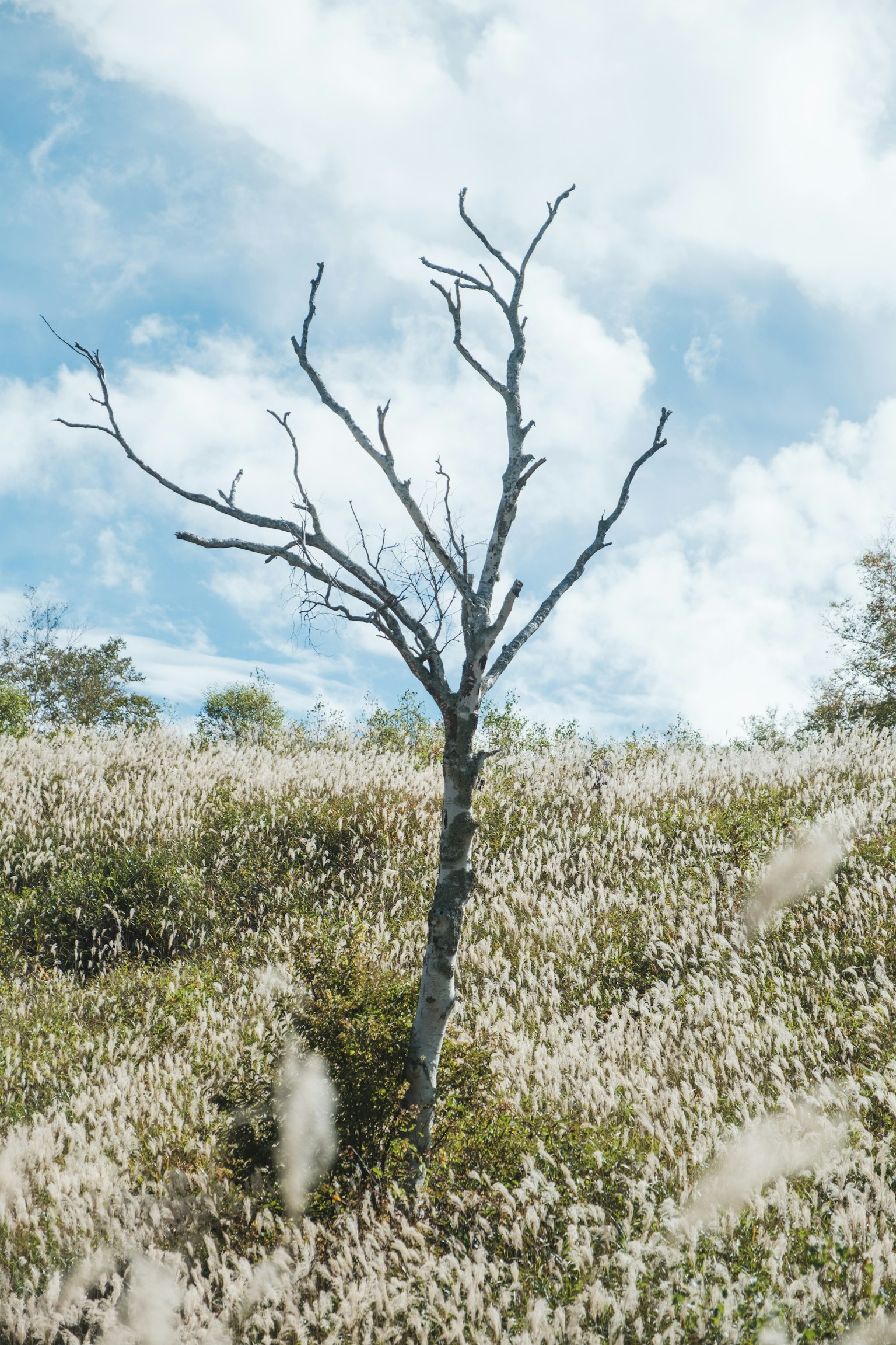 A dead tree standing in a grassy field under a blue sky