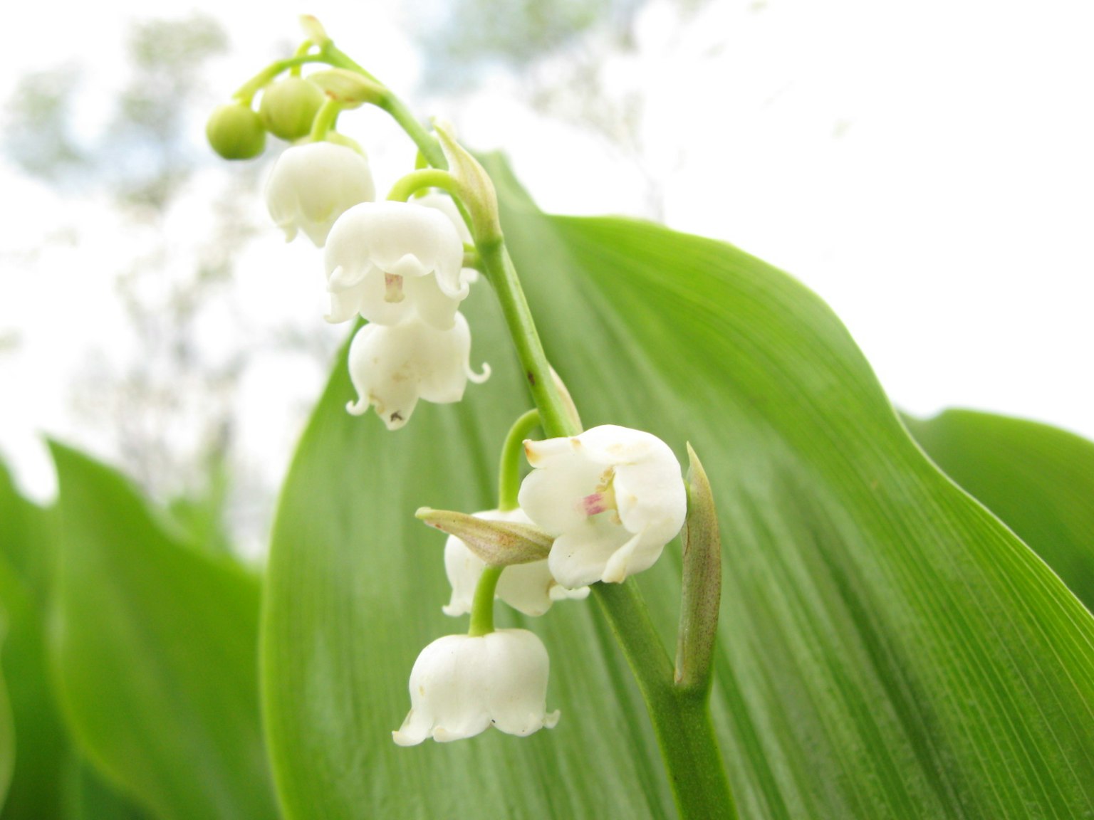 White lily of the valley flowers blooming on green leaves