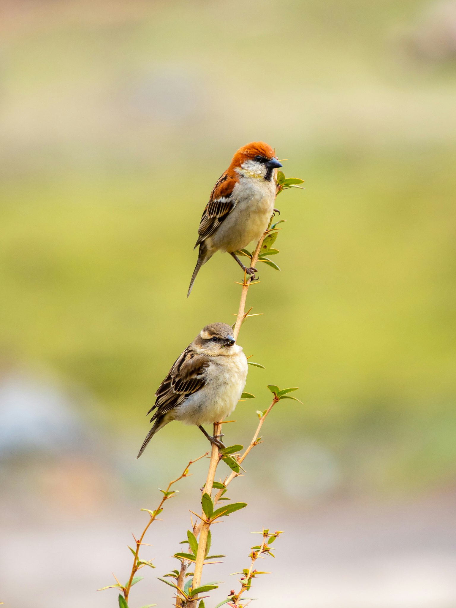 Deux oiseaux perchés sur une branche l'oiseau du haut a une tête orange et l'oiseau du bas a des plumes grises