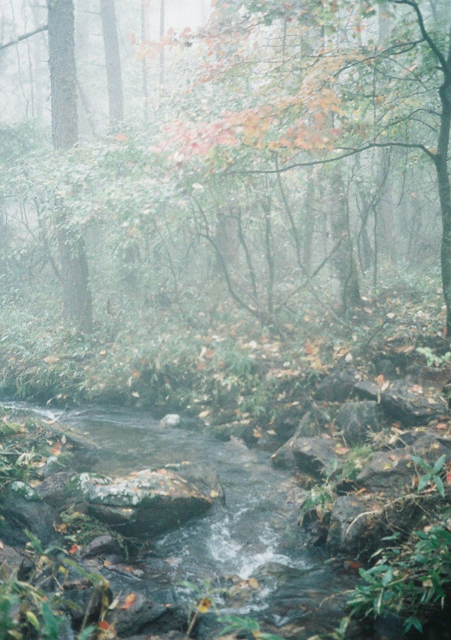Misty forest landscape with a flowing stream