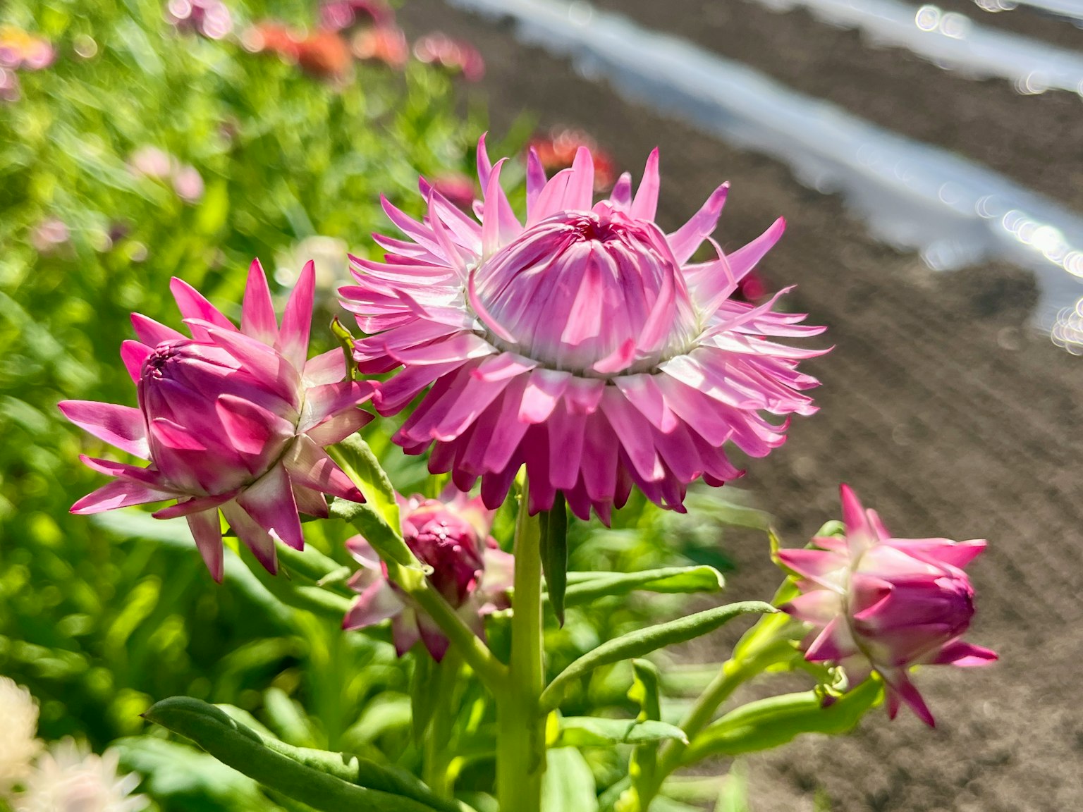 Fiori rosa vivaci e boccioli in un giardino