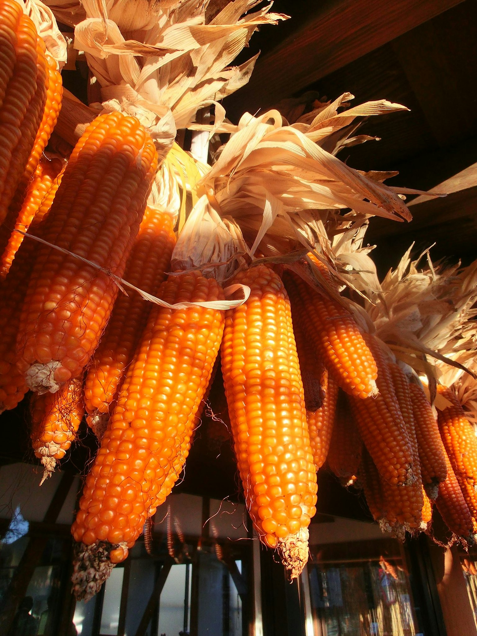Mazorcas de maíz naranja colgadas con estigmas