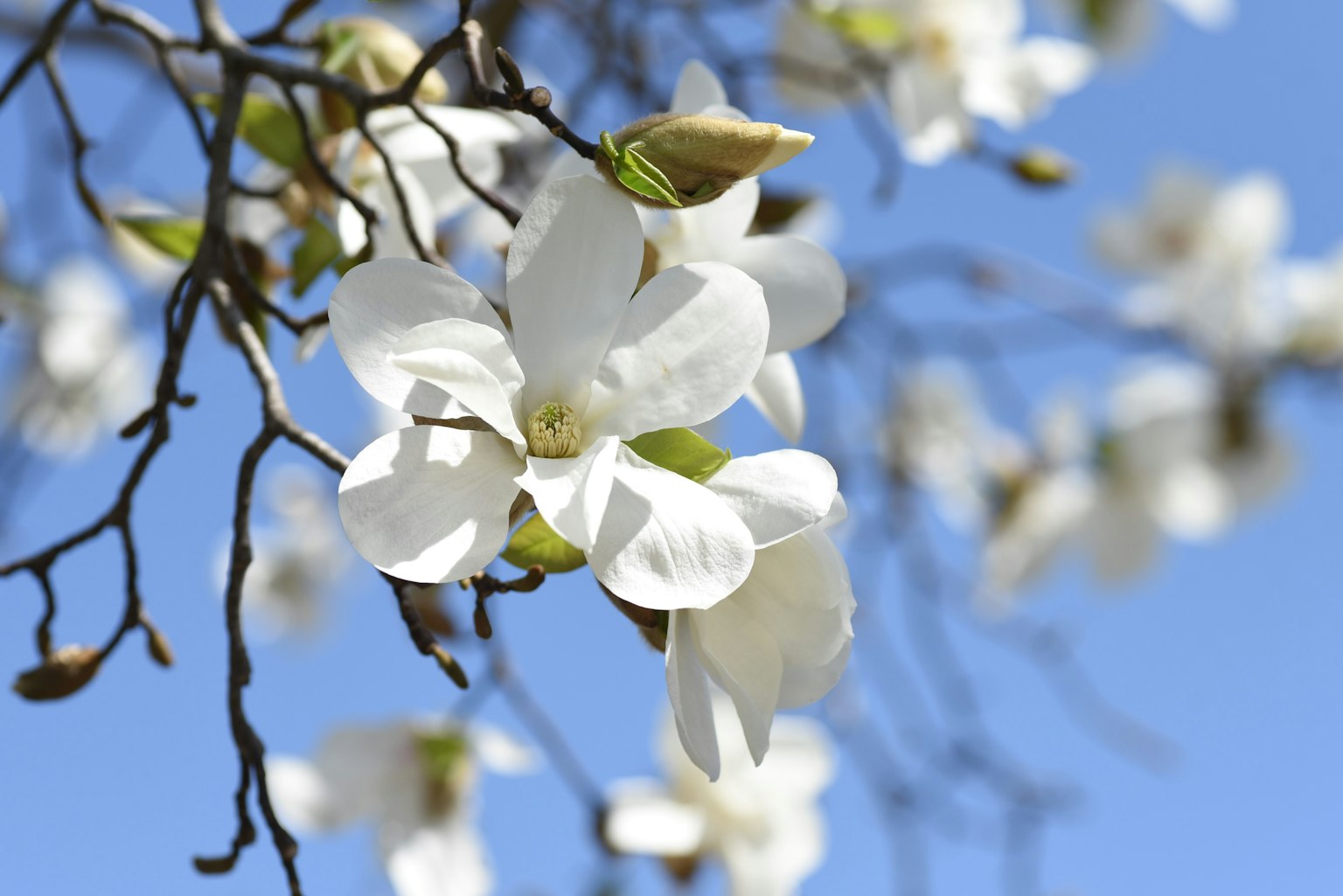 Gros plan sur des fleurs blanches avec un ciel bleu en arrière-plan