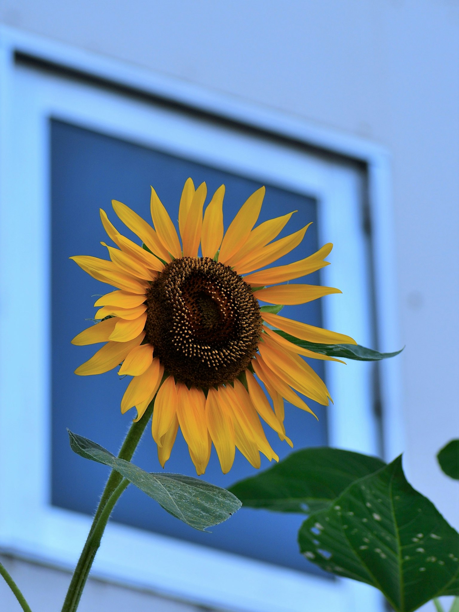 Vibrant yellow sunflower with green leaves in front of a window