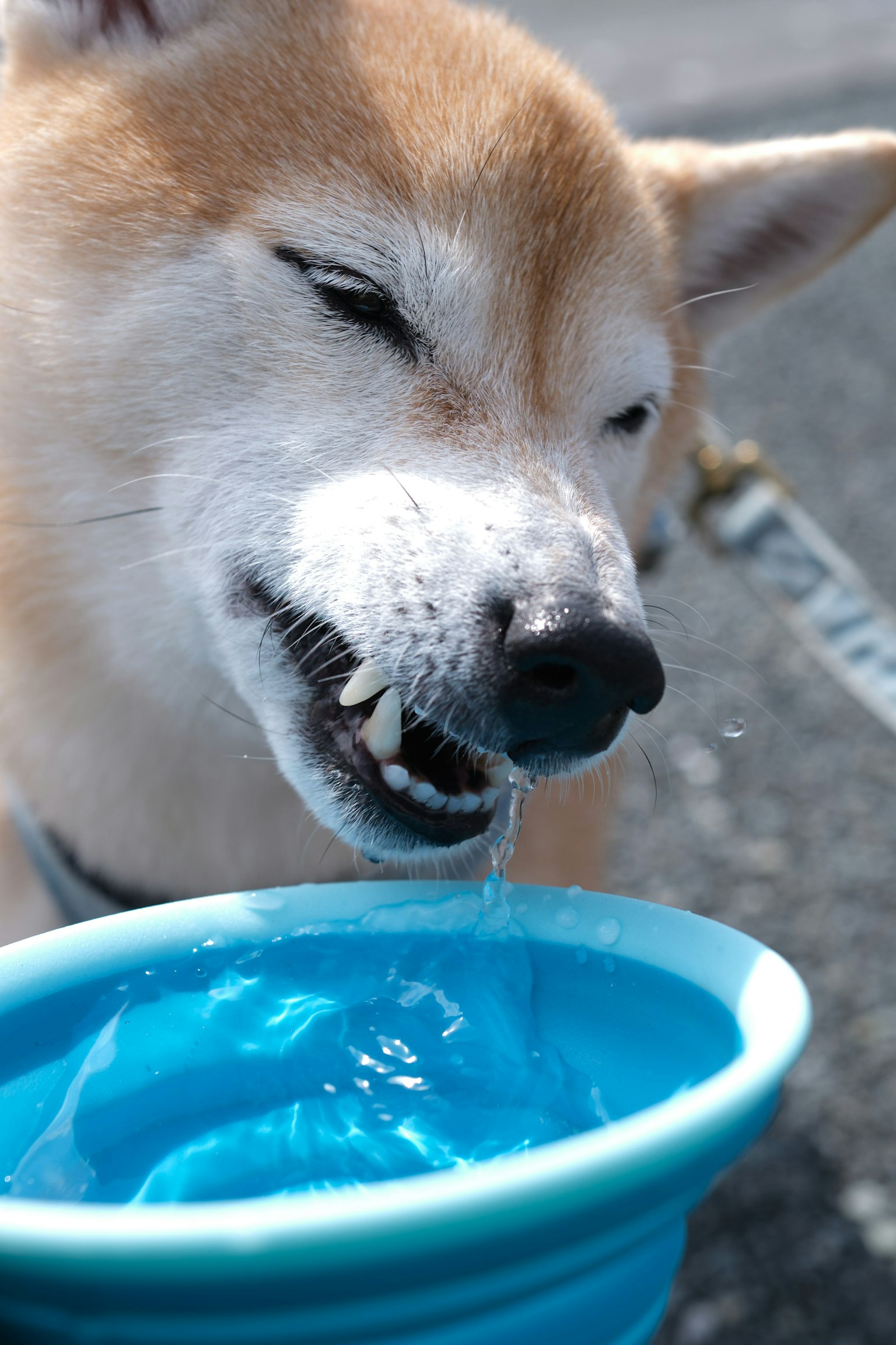 Close-up anjing Shiba Inu minum dari mangkuk biru
