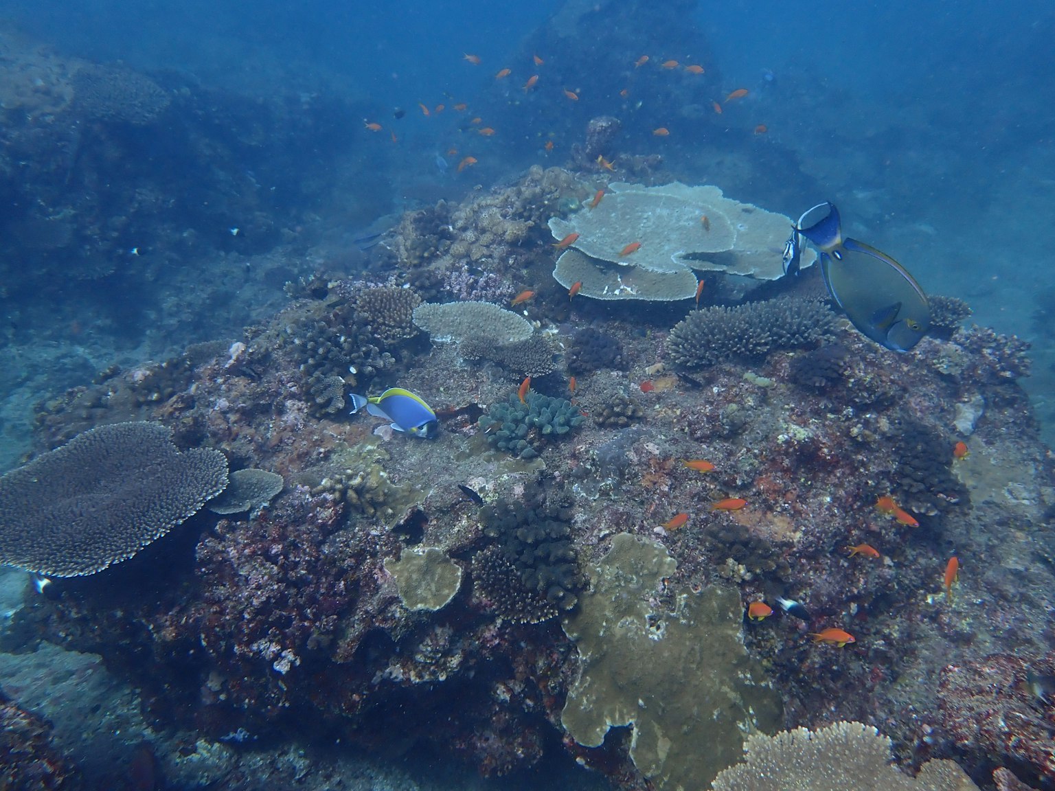 Pesci colorati e formazioni di corallo sott'acqua