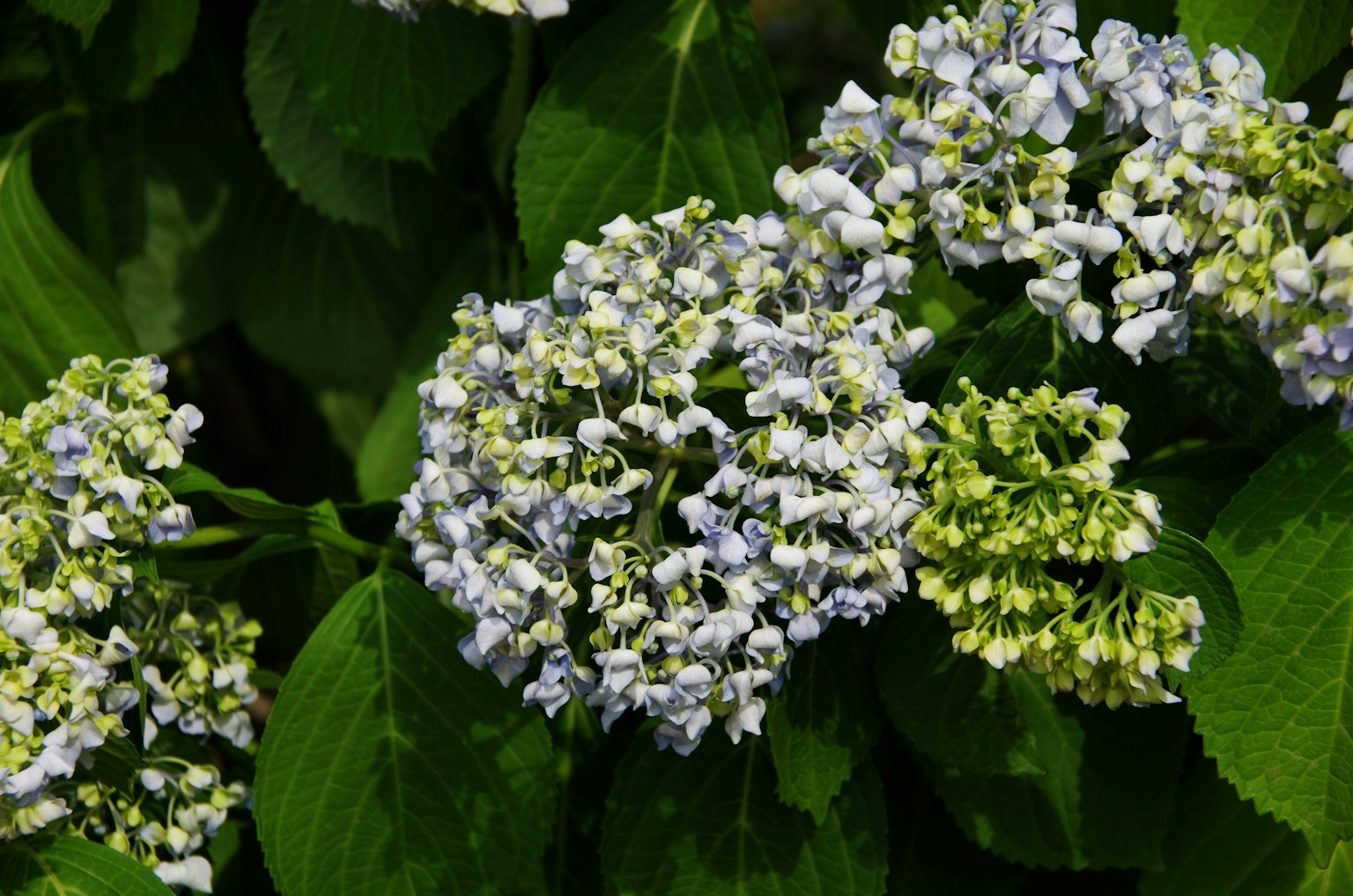 Cluster of hydrangea flowers with blue and green hues and lush green leaves