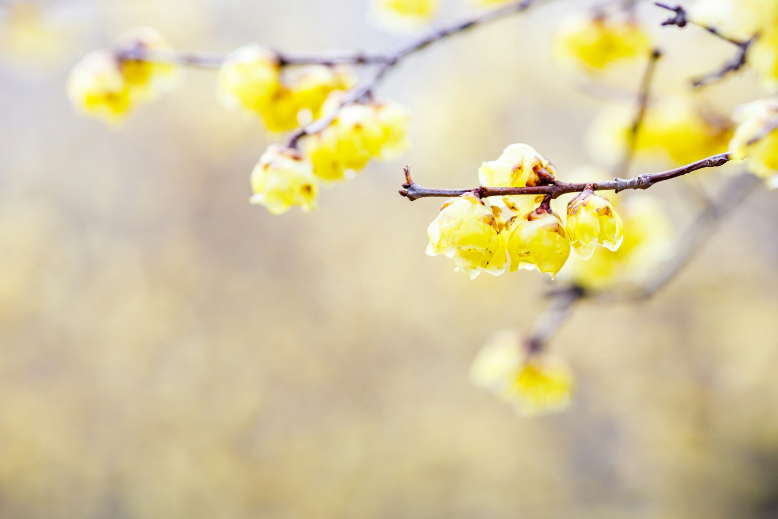 Close-up cabang dengan bunga kuning yang mekar