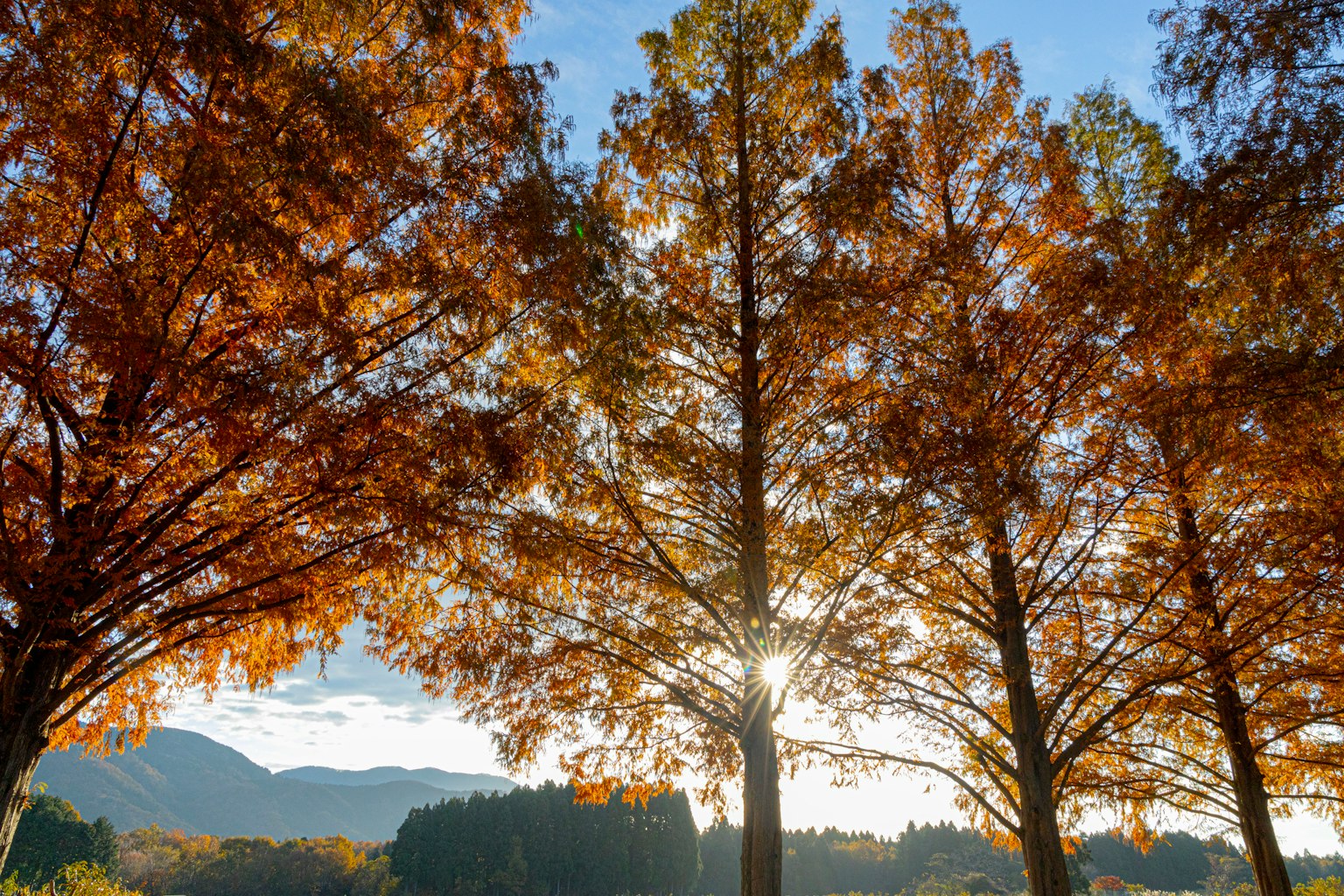 Landschaft mit Herbstbäumen und sonnenbeschienenen Bergen im Hintergrund