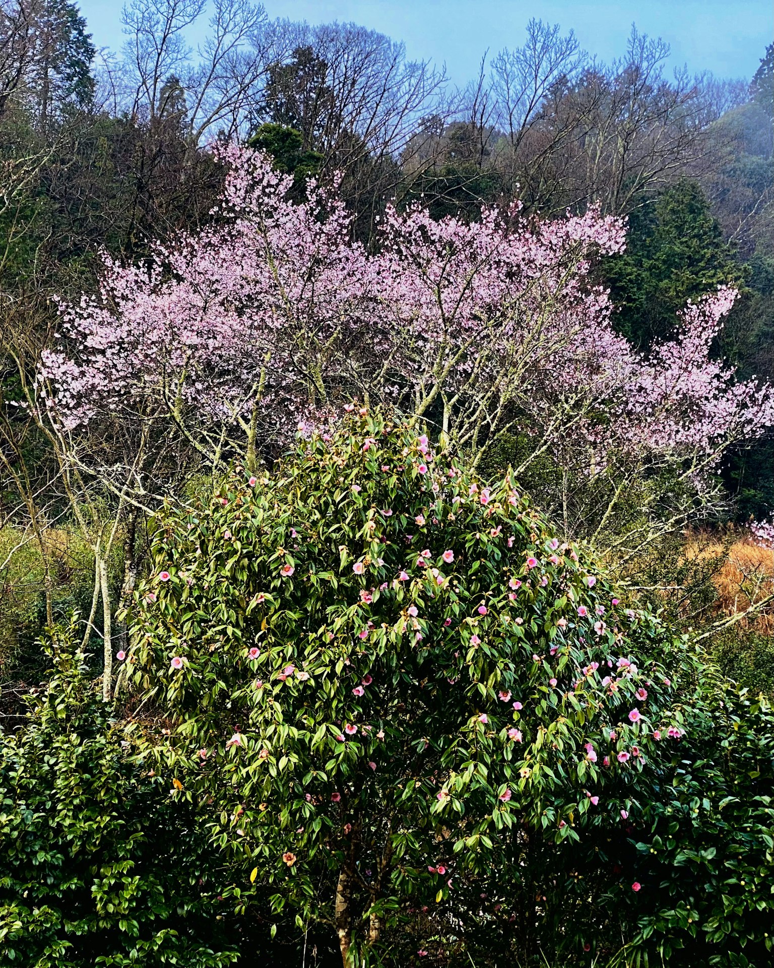 Paysage avec un cerisier et des plantes vertes luxuriantes