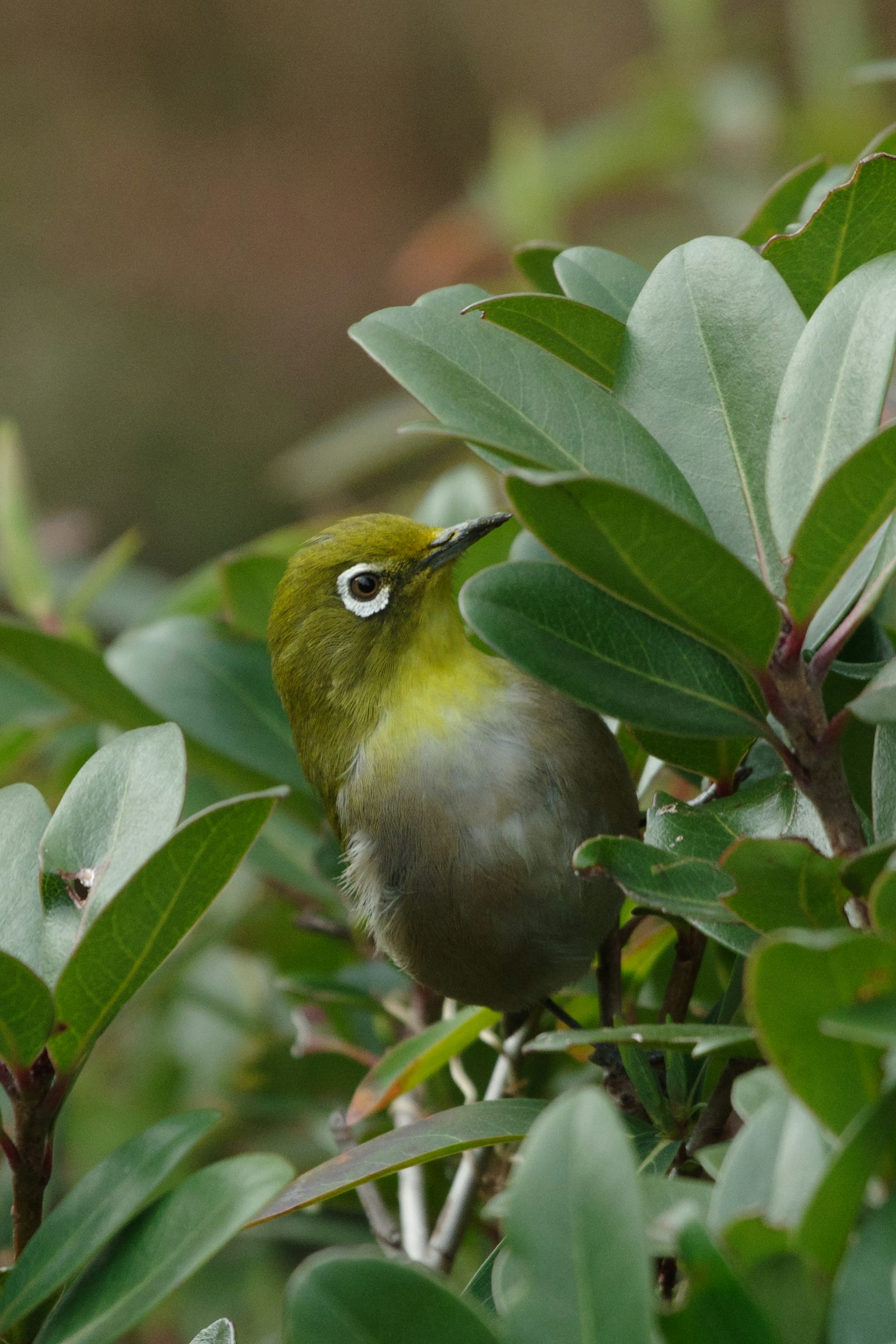 Un pequeño pájaro verde escondido entre las hojas