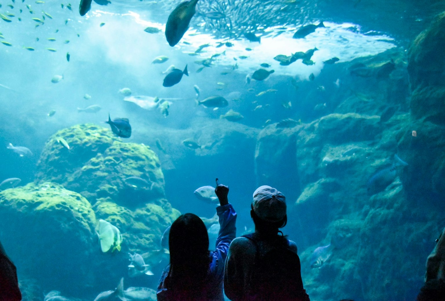 Silhouettes of children watching fish in an aquarium with blue water and rocky background