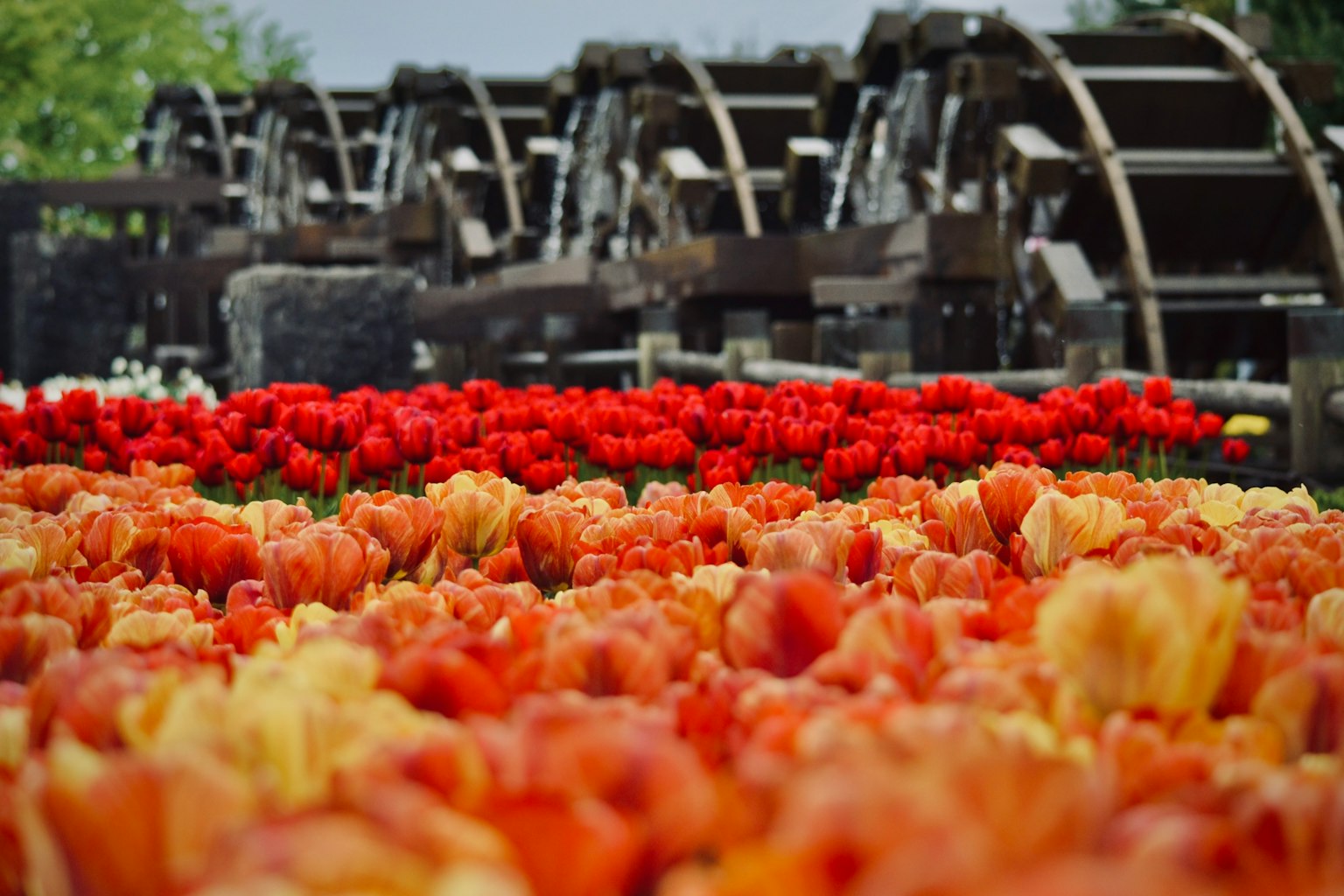 Waterwheels behind a vibrant tulip field in various colors