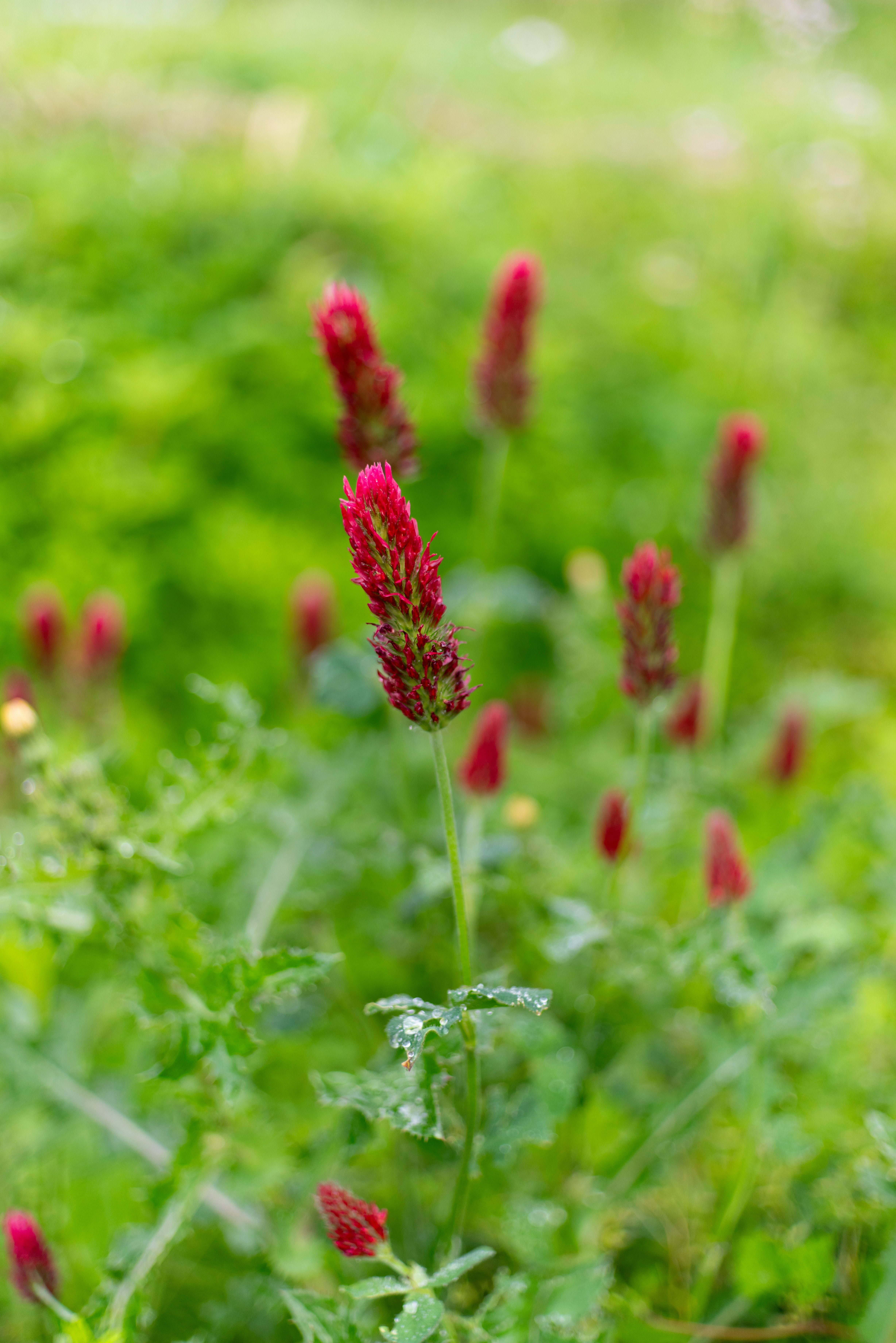 Rote Blüten des Rotklees (Crimson Clover) auf einem Naturbauernhof-Feld