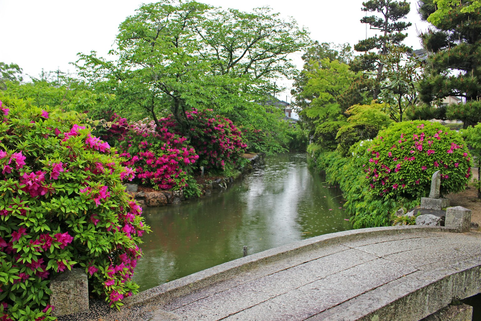 Paisaje sereno con un arroyo tranquilo rodeado de vegetación exuberante y flores en flor