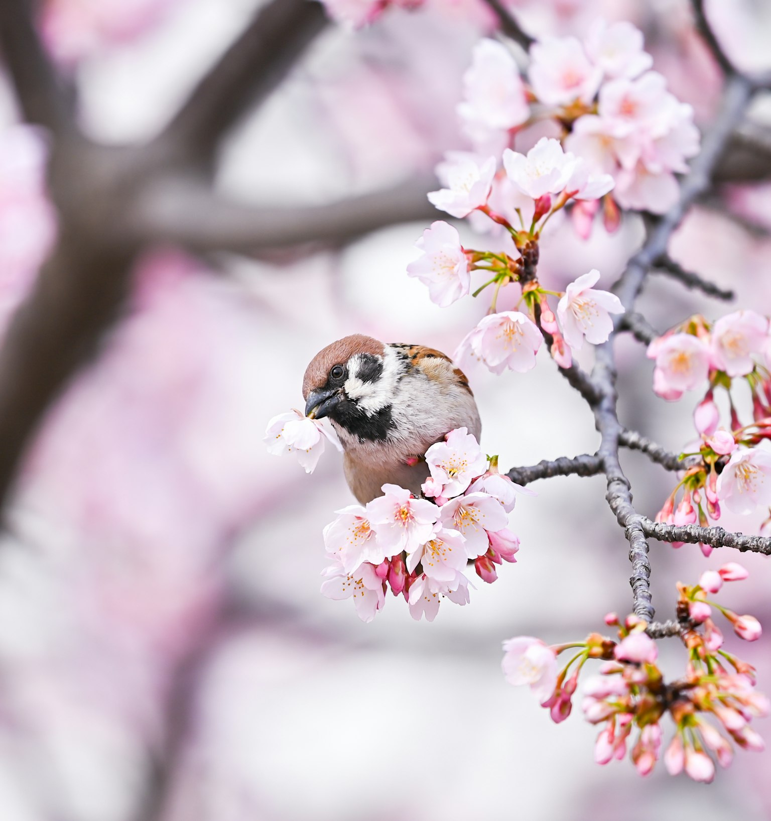 photo-32CQsqQGuQAOJ8ZaNlvN-image