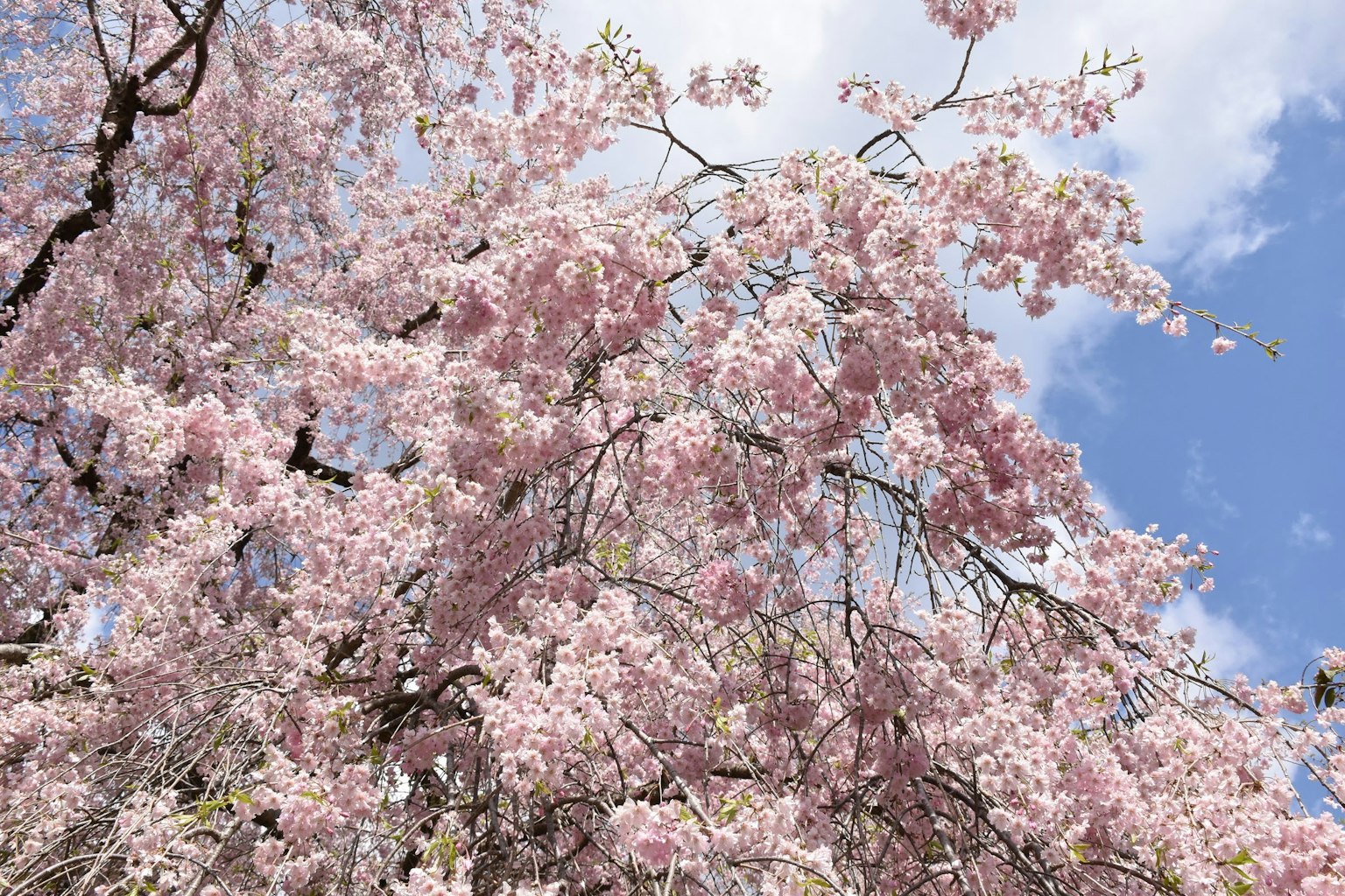 Fiori di ciliegio in fiore contro un cielo blu