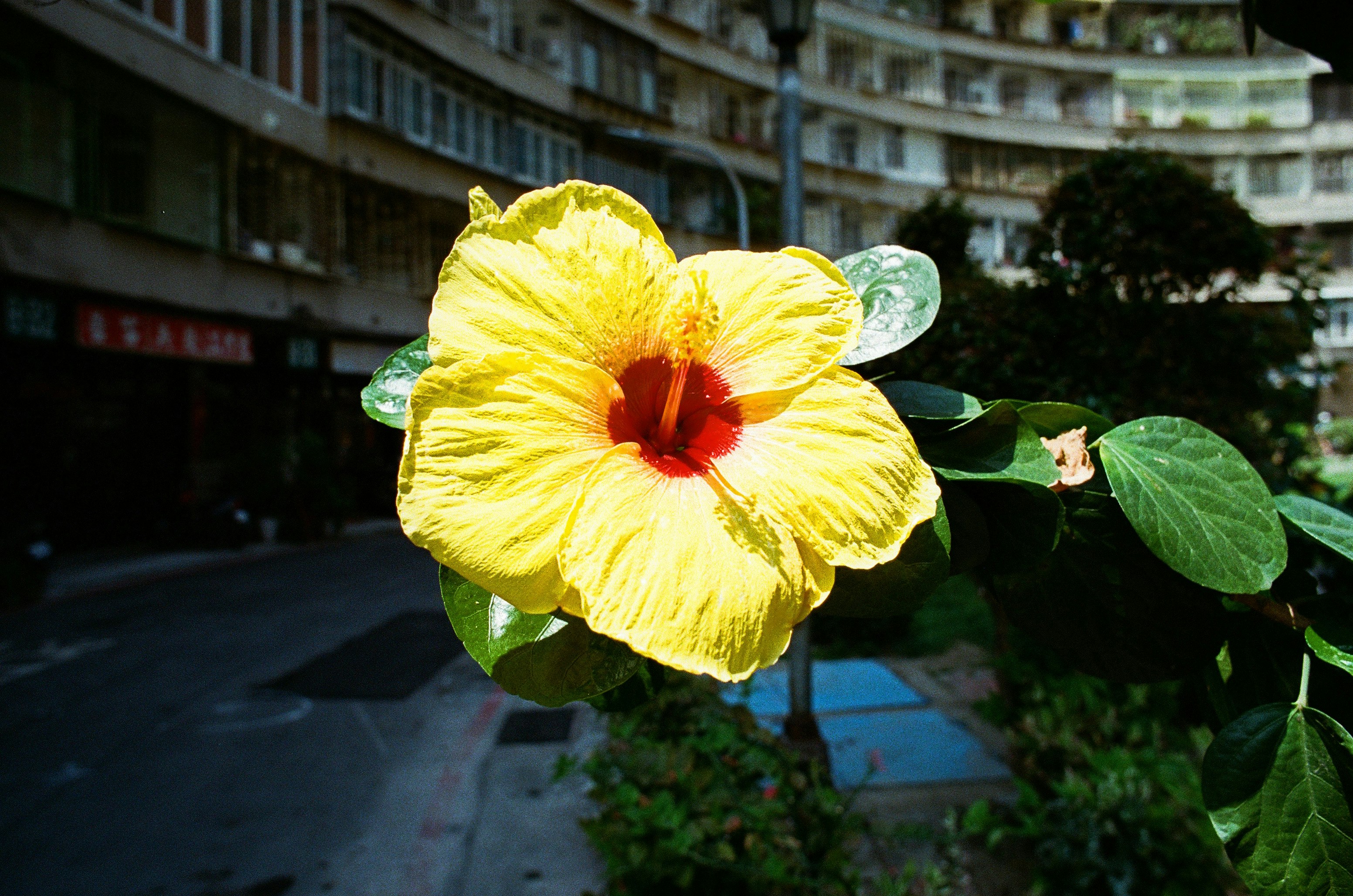 yellow hibiscus flower blooming in a roadside planter
