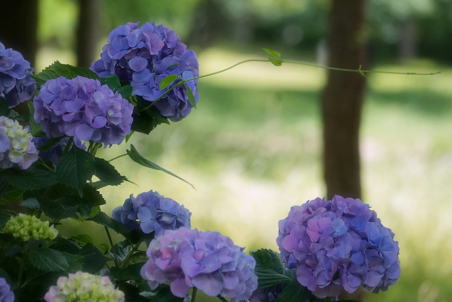 Hydrangea flowers in shades of purple with a blurred green background