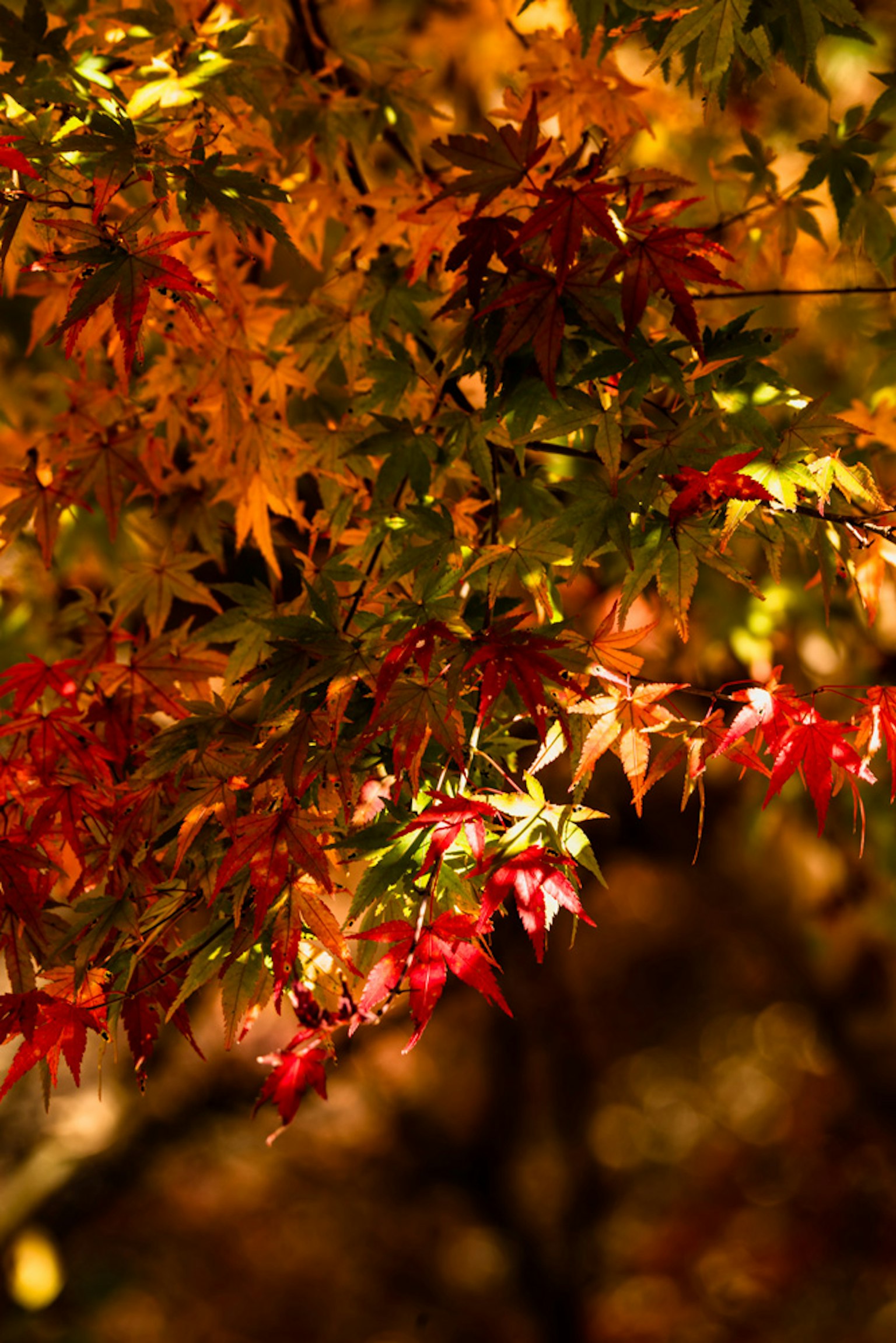 ใบเมเปิ้ลที่มีสีสันสดใสในเฉดสีส้มและแดงแสดงความงามของฤดูใบไม้ร่วง