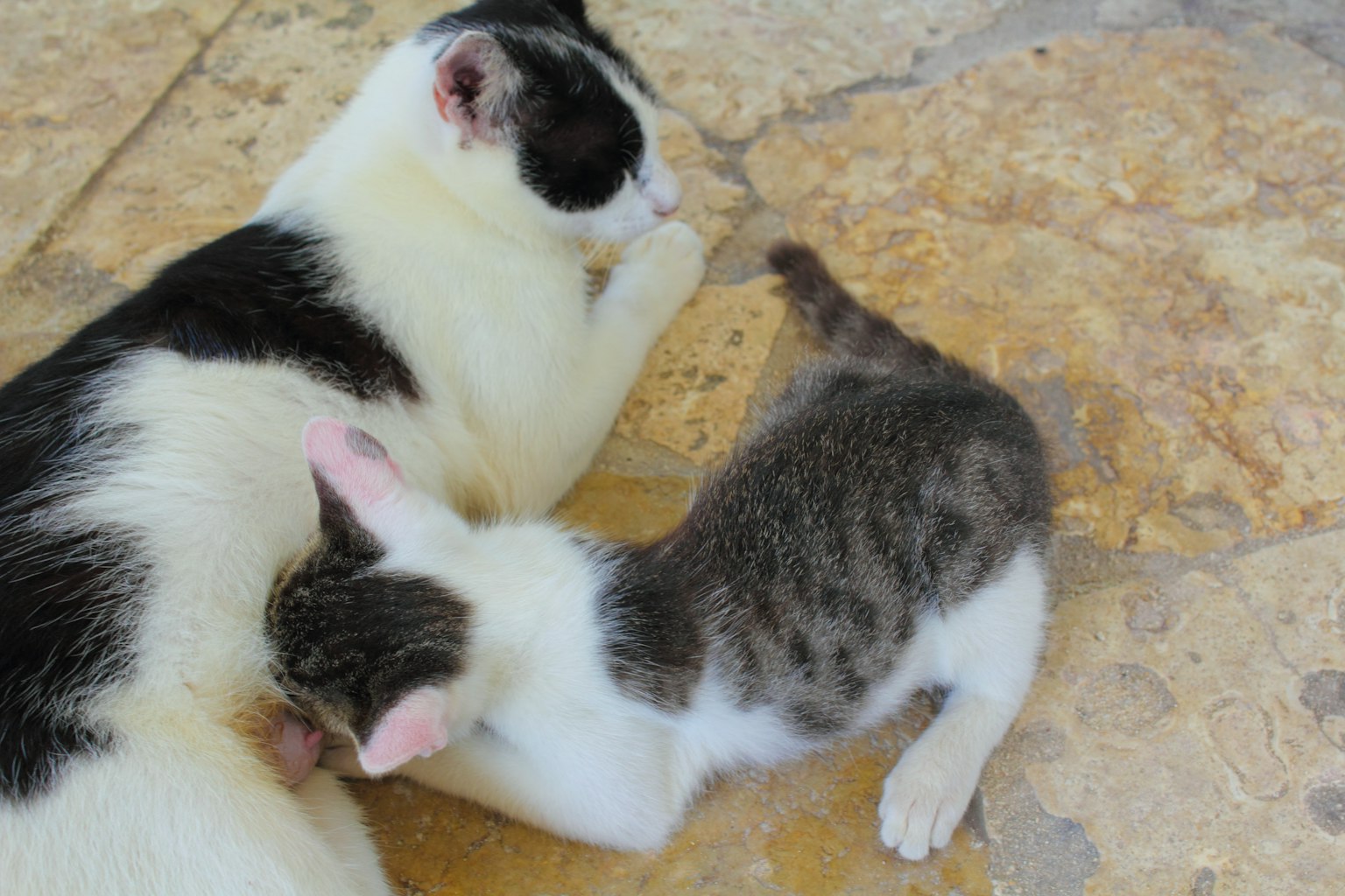 Gatto bianco e nero con un gattino grigio che si abbracciano