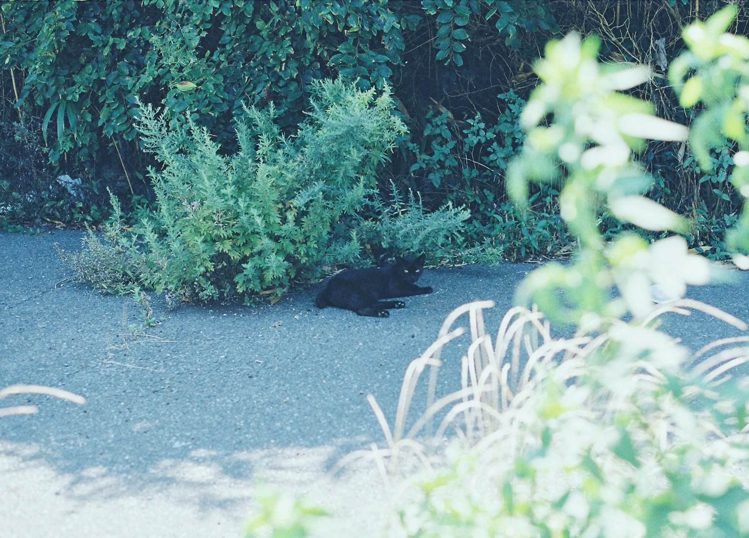 黑猫在绿色植物中休息