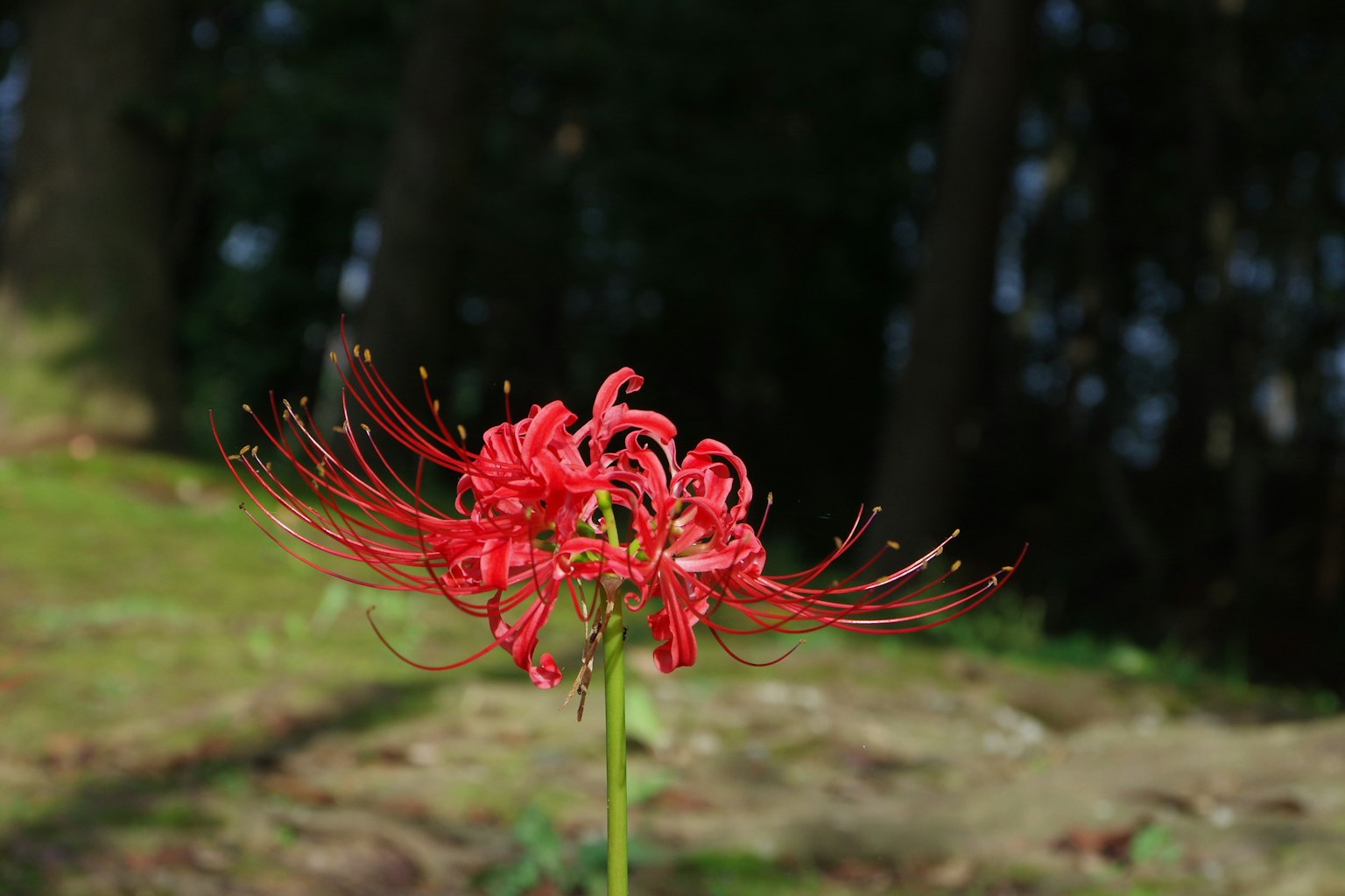 Red spider lily blooming in a dark forest background