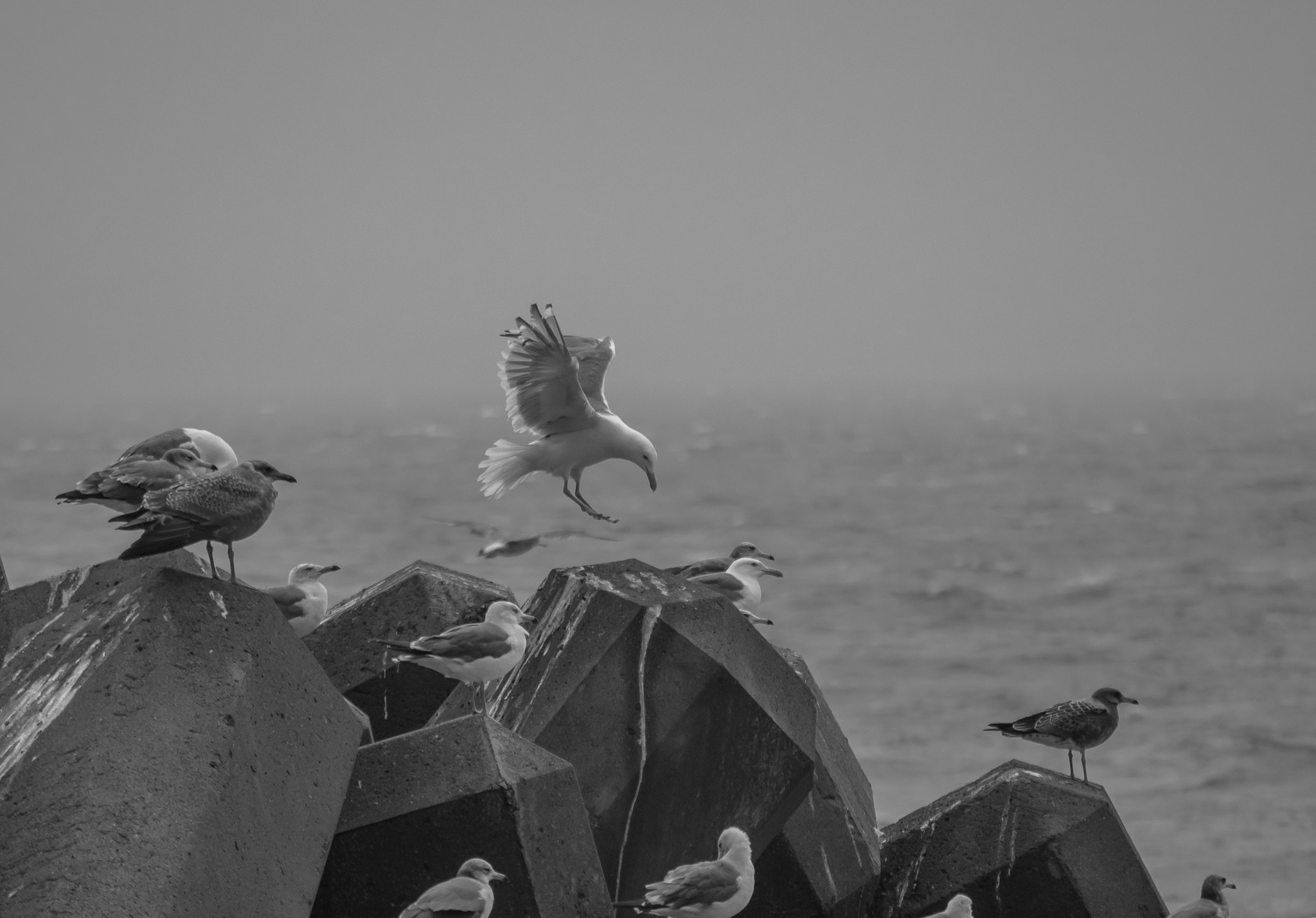 Seabirds perched on a pier with misty sea