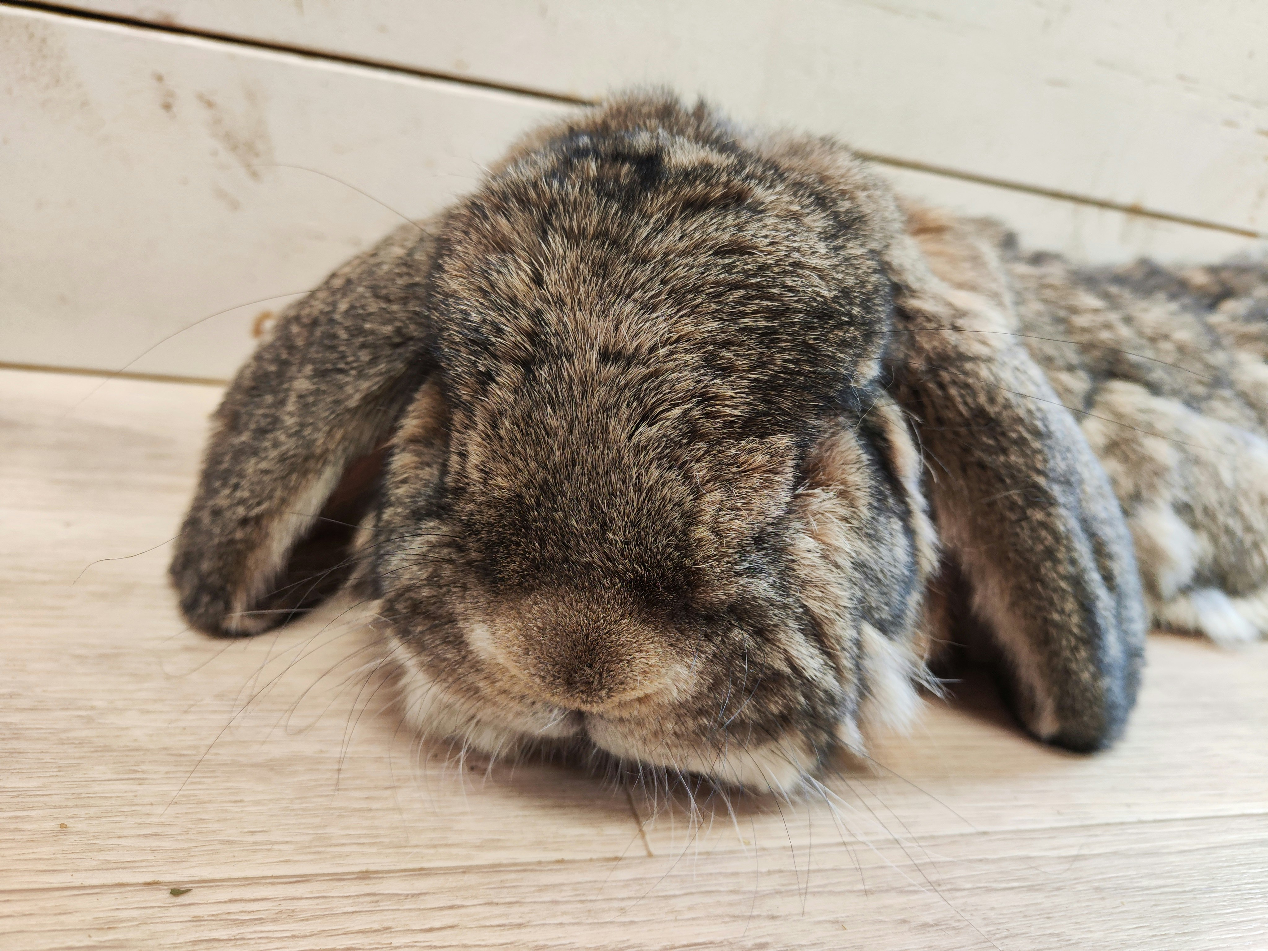 close-up of a baby rabbit curled on the floor