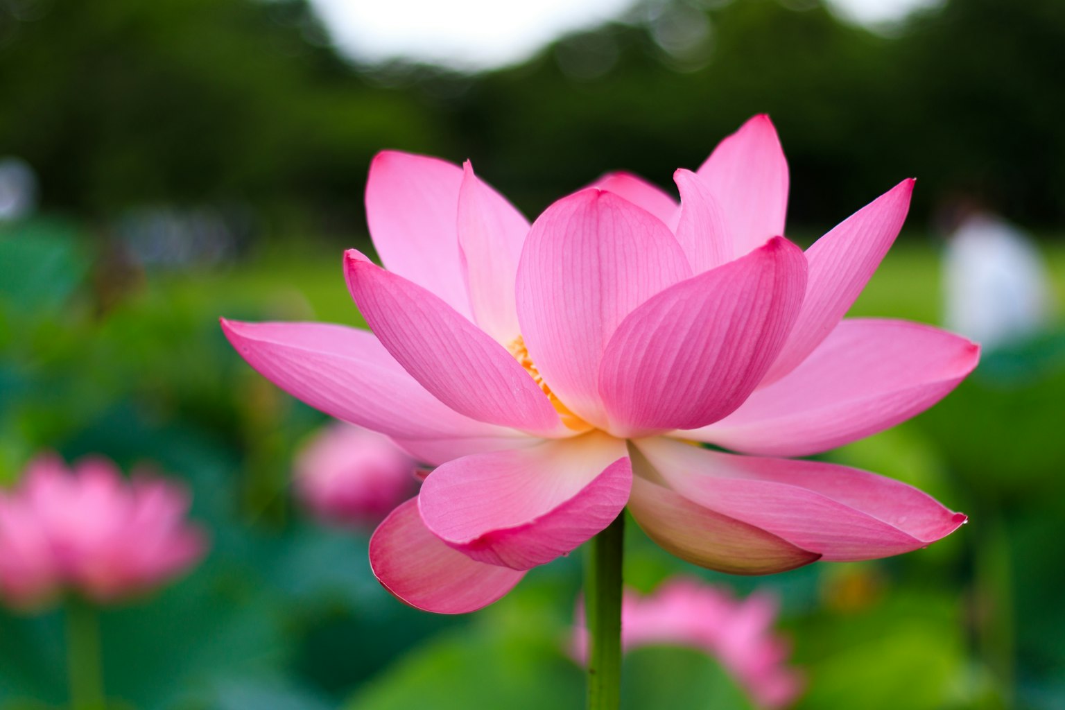 A beautiful pink lotus flower blooming in a lush green setting
