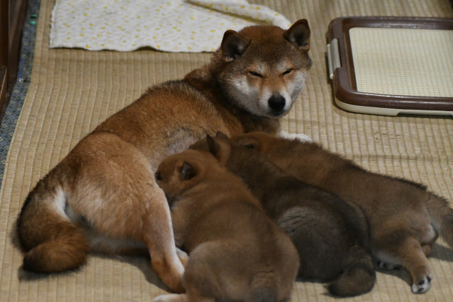 Una madre Shiba Inu che riposa con i suoi tre cuccioli