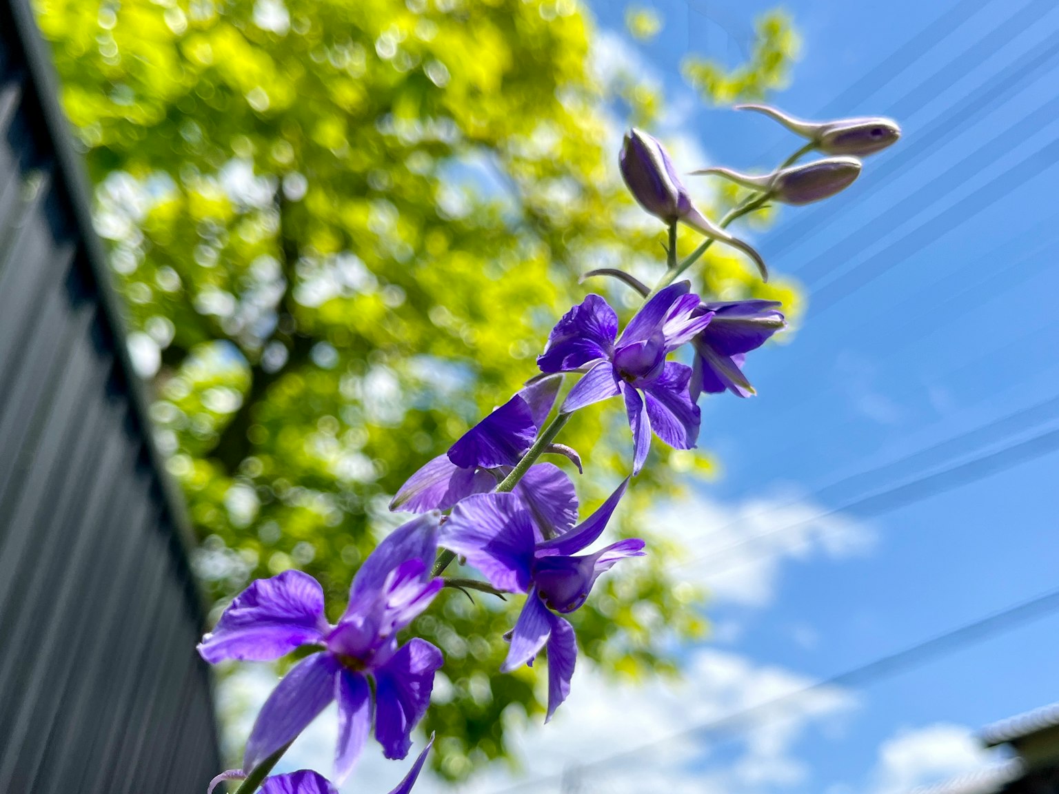 Lebendige lila Blumen blühen unter einem blauen Himmel
