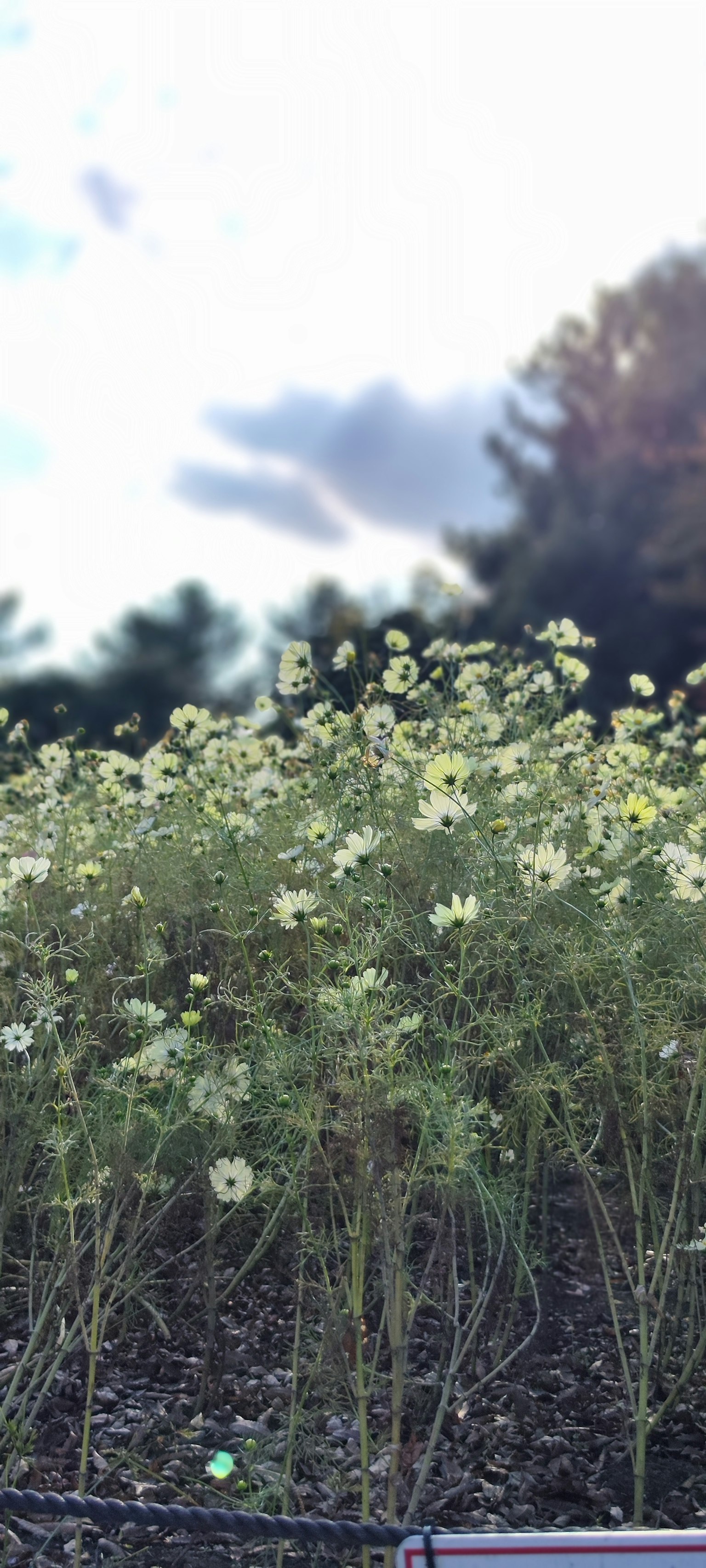 Un gruppo di fiori bianchi con uno sfondo sfocato