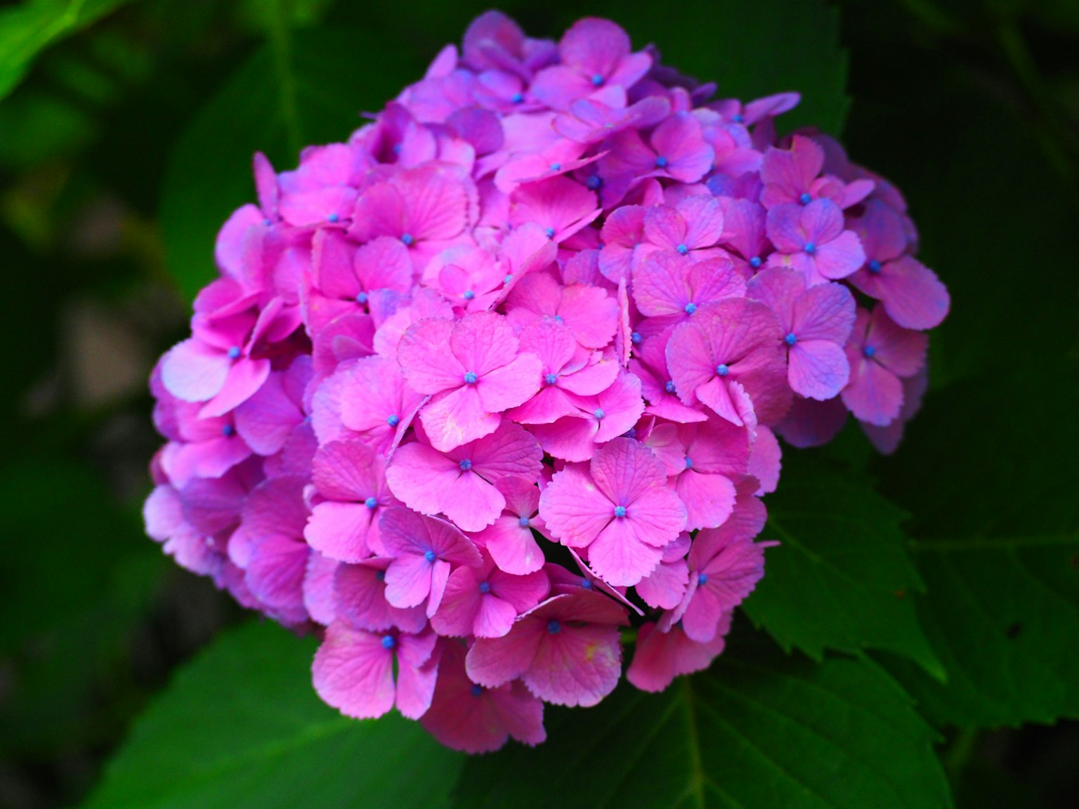 Vibrant pink hydrangea flower blooming among green leaves