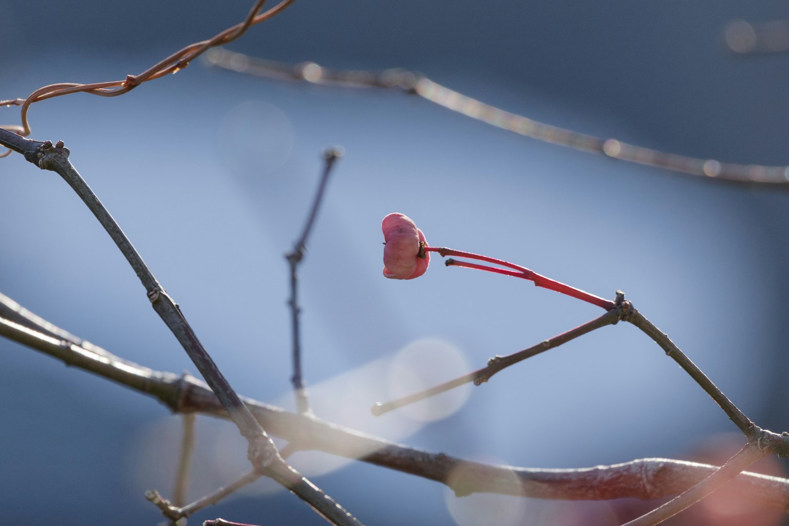 Photo de fines branches avec de petits bourgeons sur fond bleu