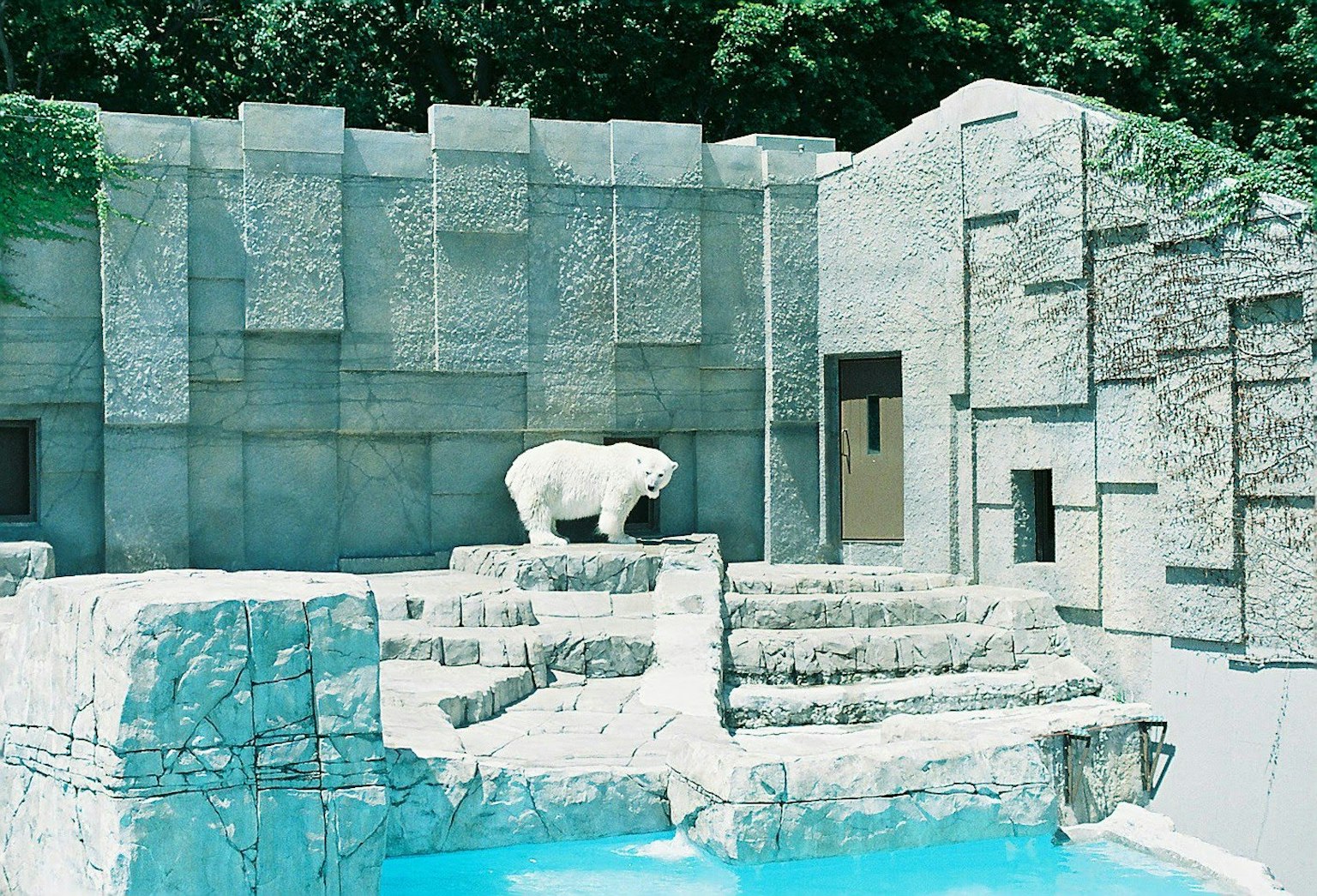 Polar bear standing on rocks in a zoo environment