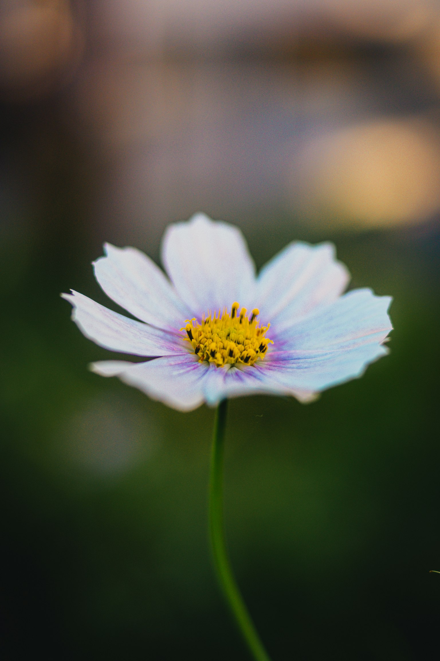 Eine zarte Blume mit blassen Blütenblättern und gelbem Zentrum vor einem verschwommenen Hintergrund