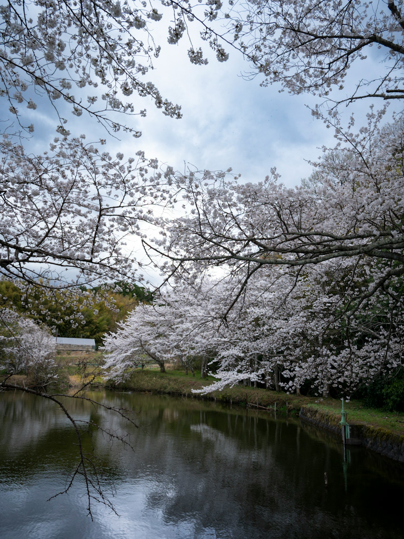 ภาพทิวทัศน์สงบของดอกซากุระสะท้อนอยู่ในน้ำสงบใต้ท้องฟ้าที่มีเมฆ
