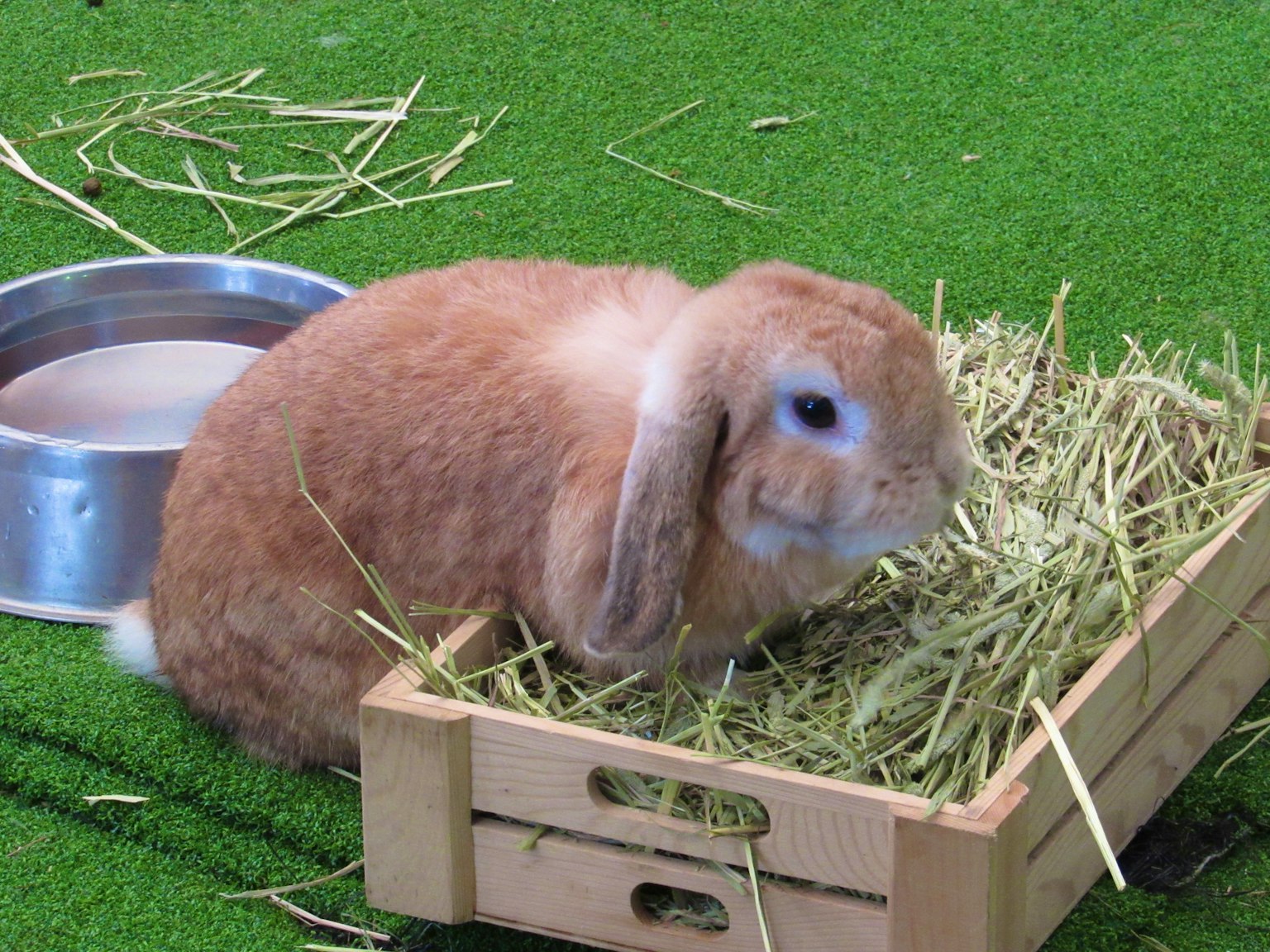 Brown rabbit sitting in a wooden box filled with hay