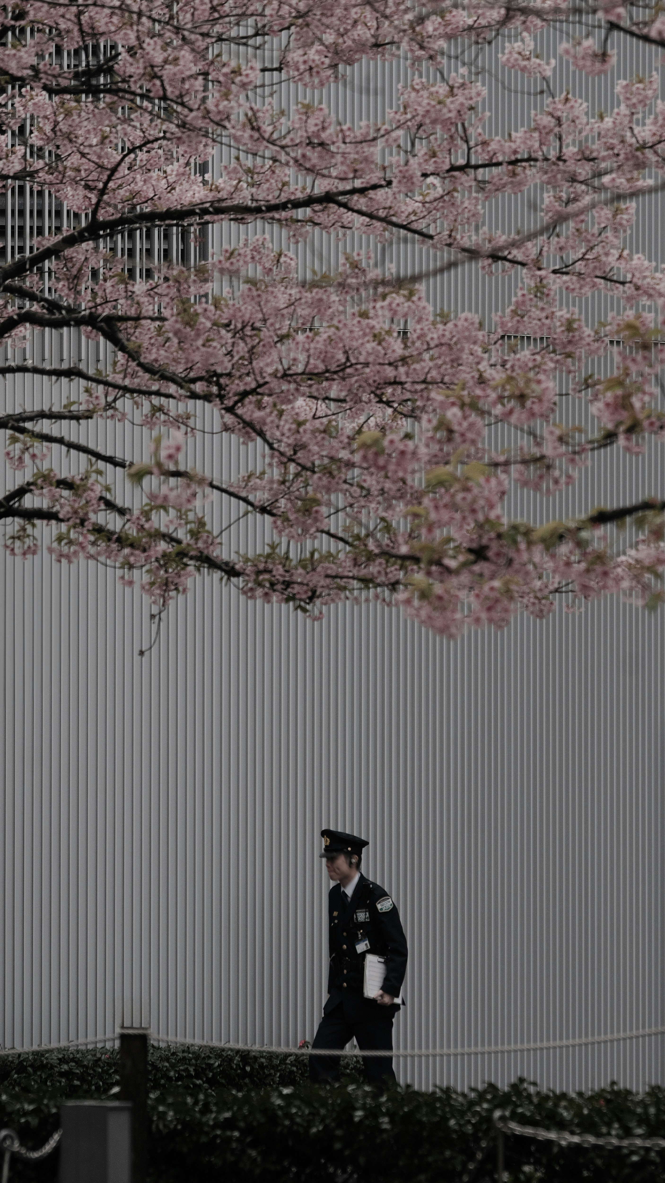 河津桜の枝と警備員のいる春の街並み