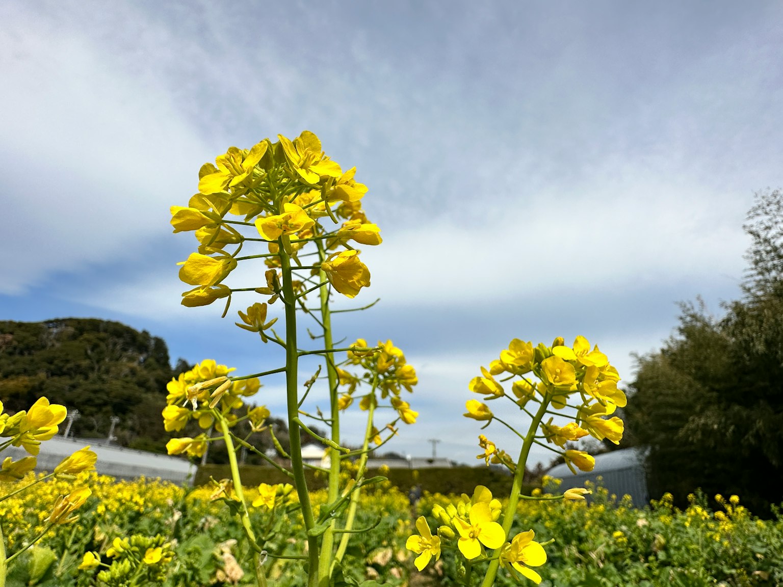 Ladang bunga rapeseed kuning di bawah langit biru