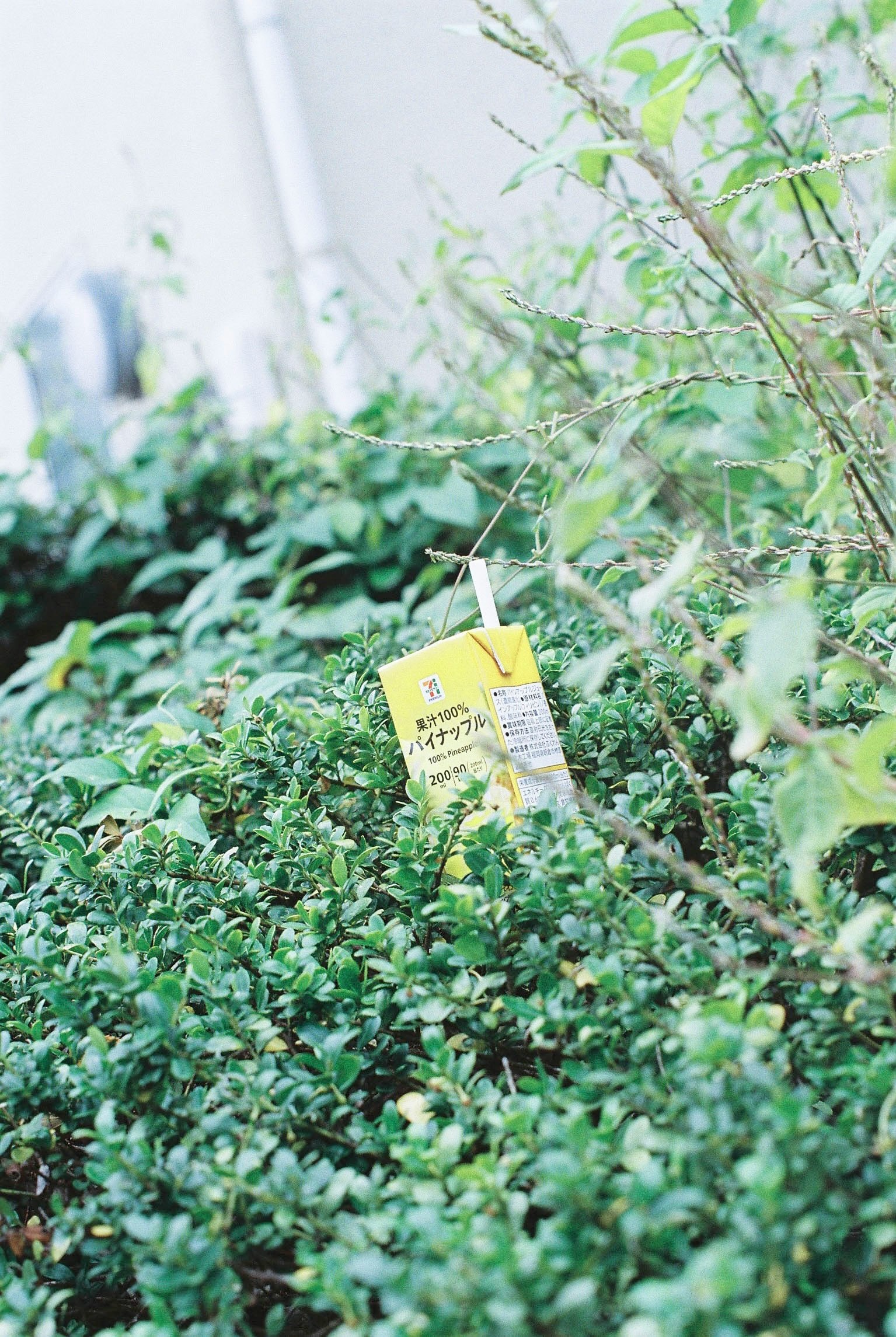 緑の茂みの中に置かれた小さな案内札のある庭
