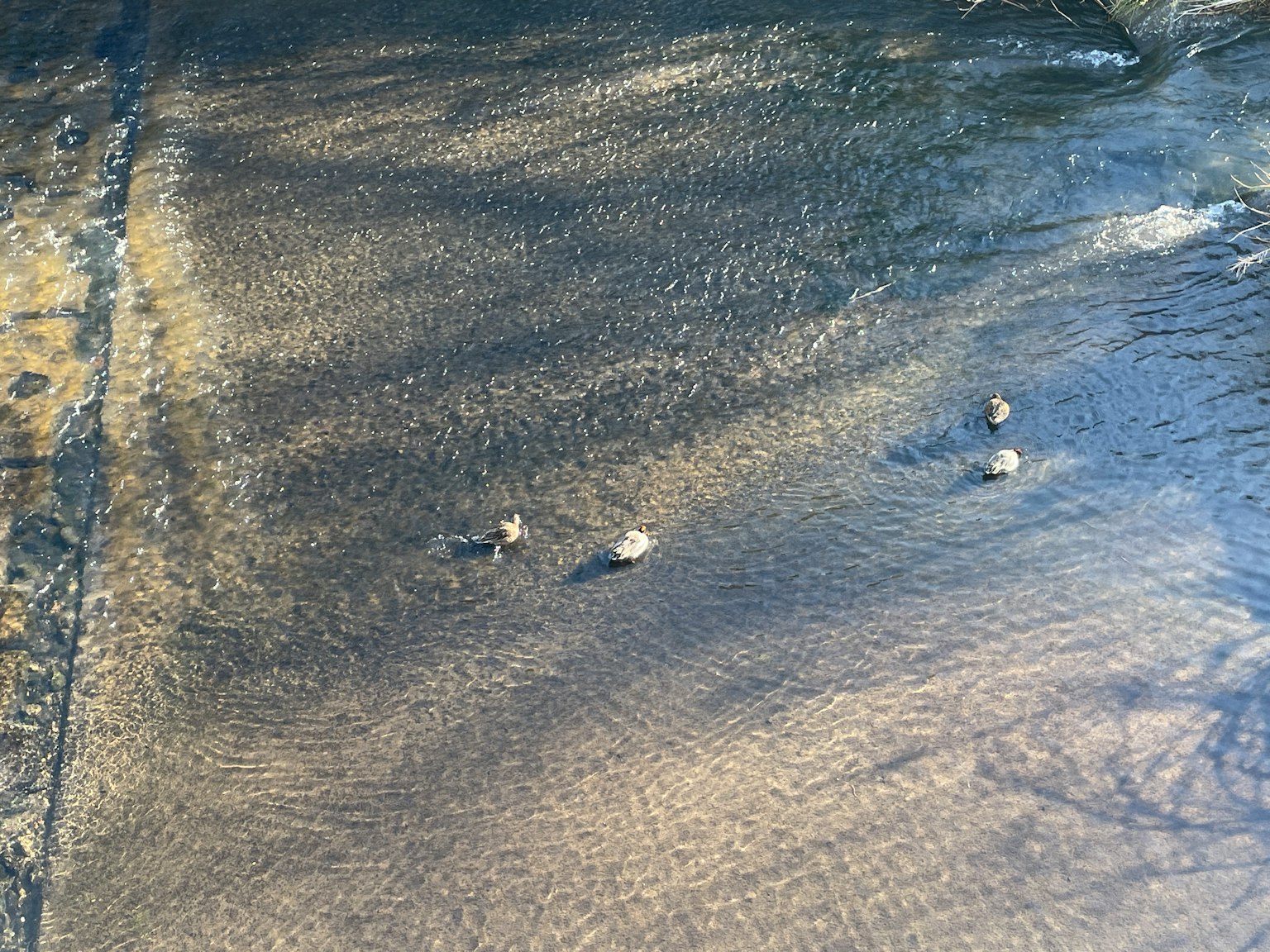 水面上漂浮的小石頭群和陰影對比