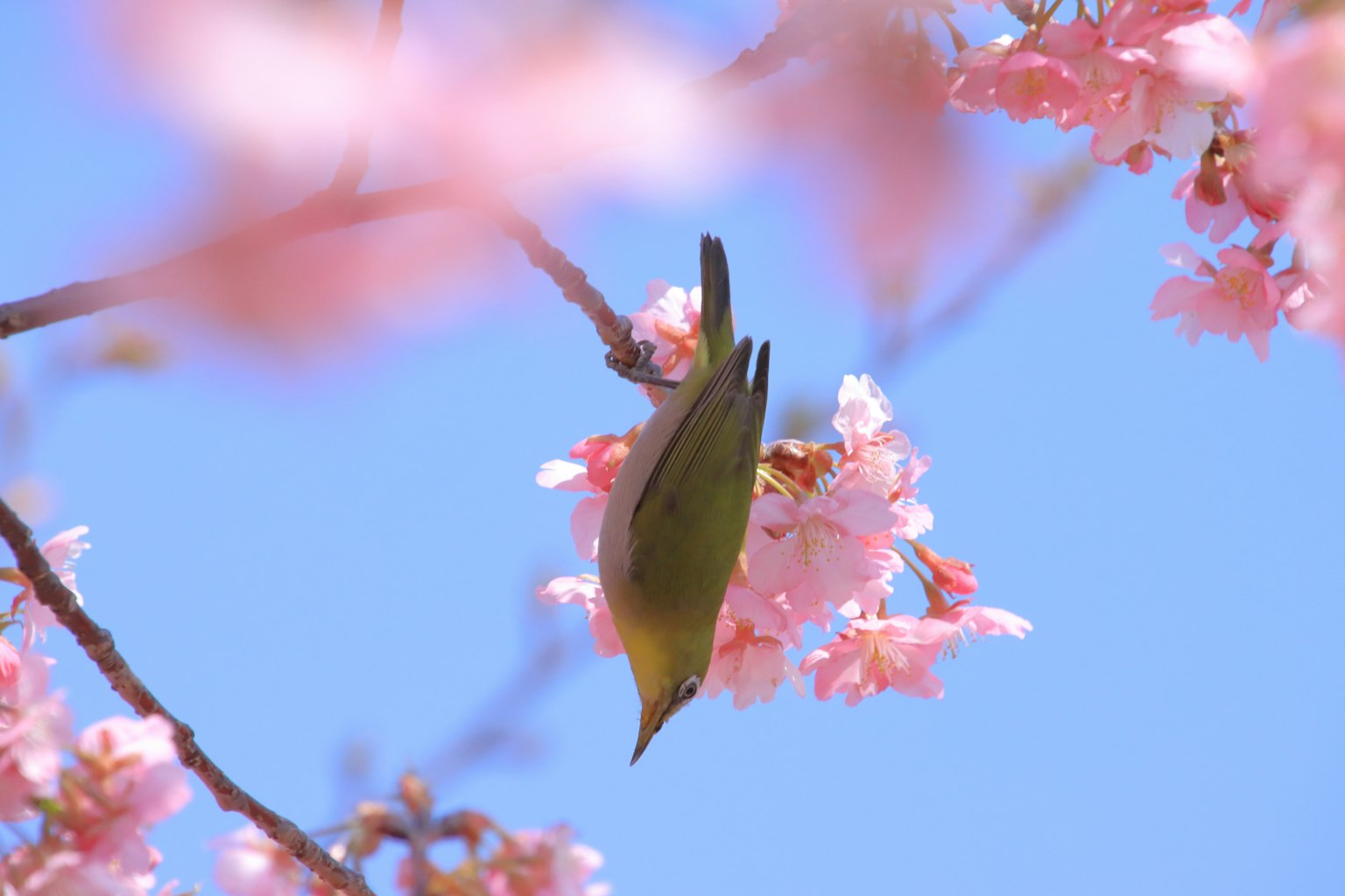 Un piccolo uccello appeso ai fiori di ciliegio contro un cielo blu
