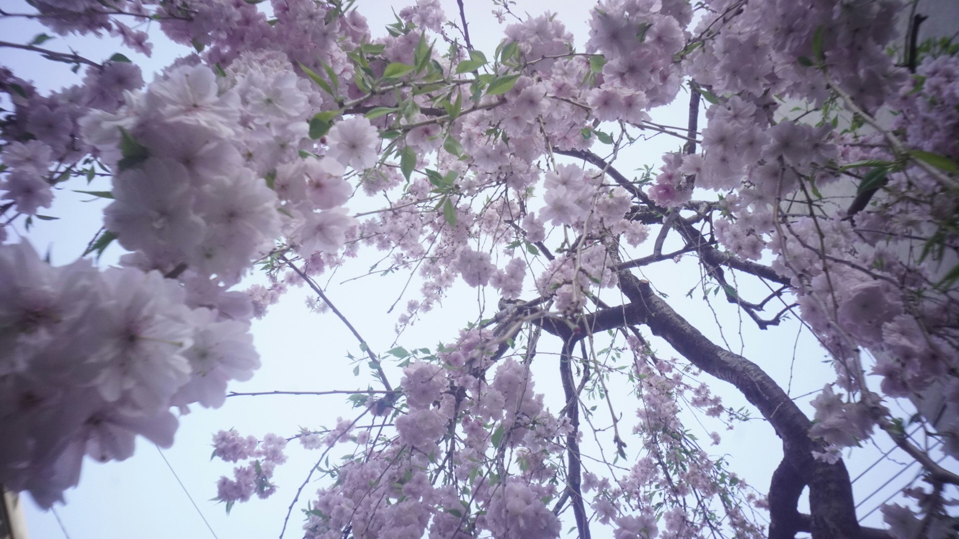 桜の花が咲く枝と青空の見上げ景色